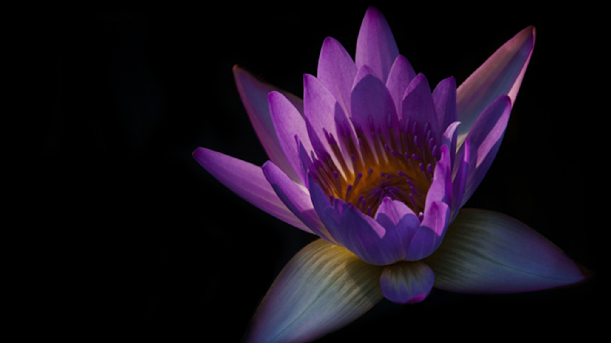 Nikon D5000 sample photo. Waterlily photography