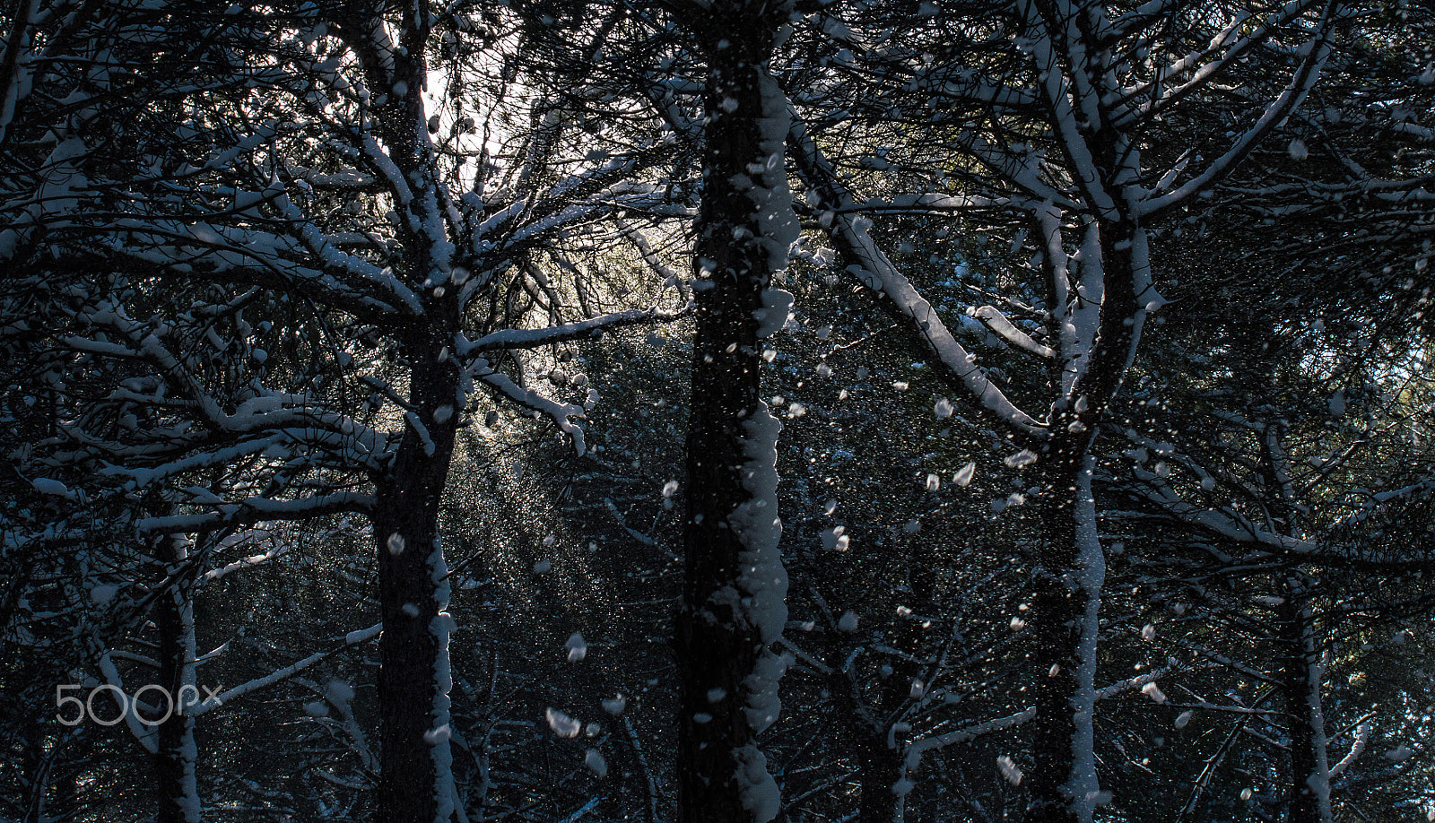 Nikon D3200 sample photo. Light and snow on the pinewood photography