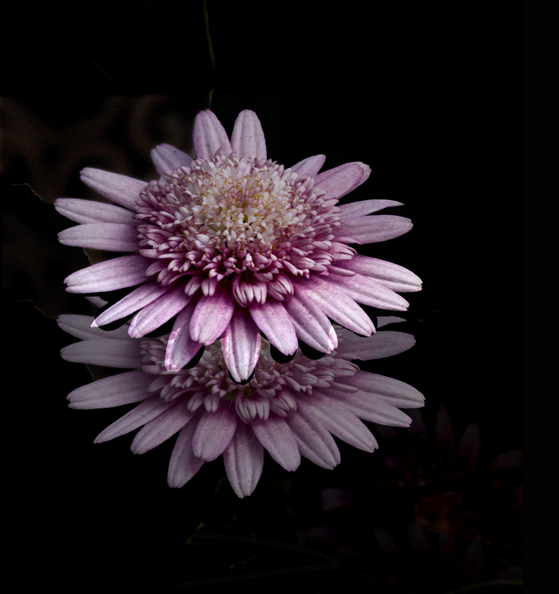 Canon EF 100mm F2.8 Macro USM sample photo. Gerberas photography