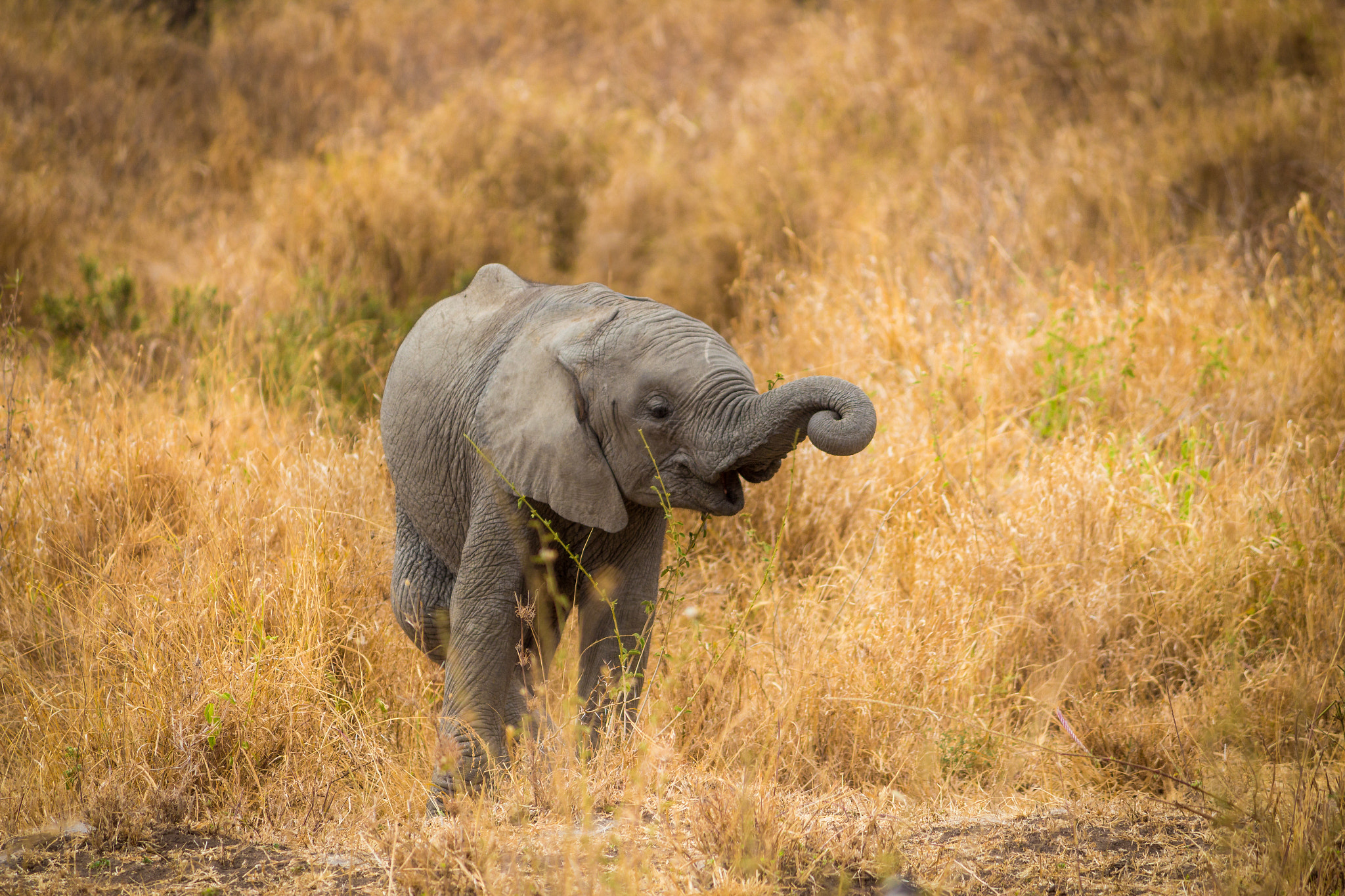 Canon EF-S 55-250mm F4-5.6 IS sample photo. Baby elephant photography