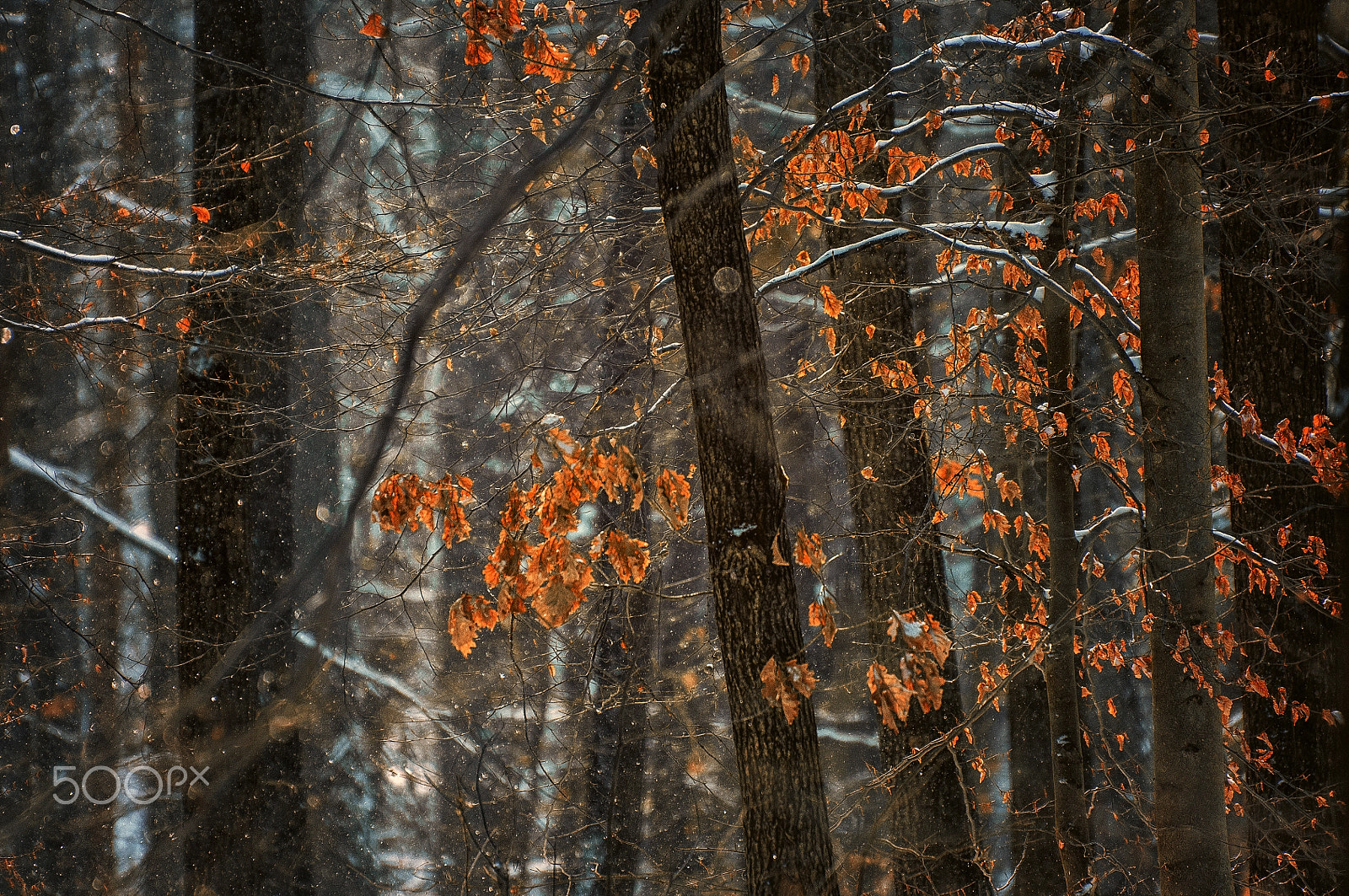 Nikon D300S sample photo. Winter song of autumn leaves photography