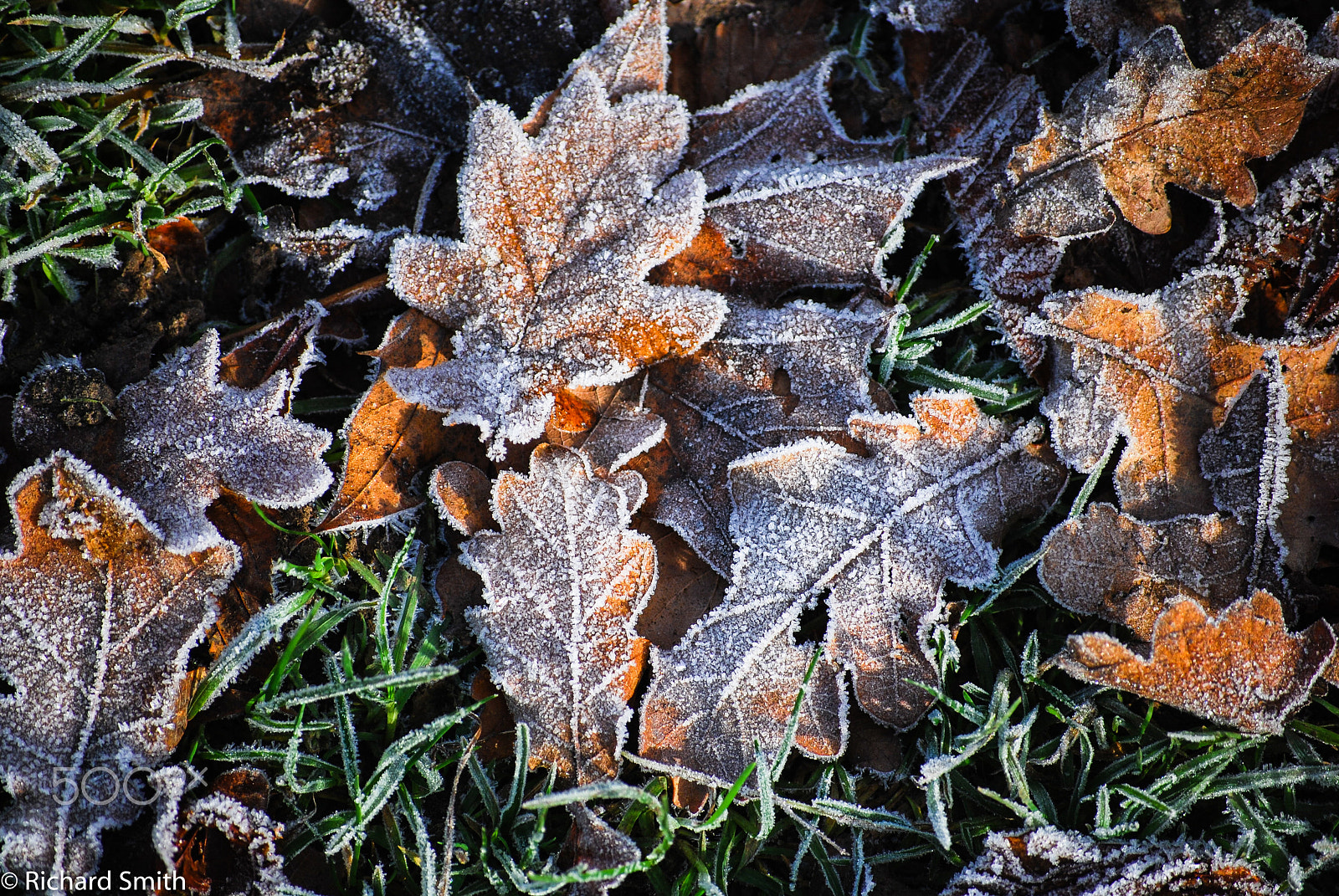 Nikon D80 sample photo. Winter walk in the forest photography
