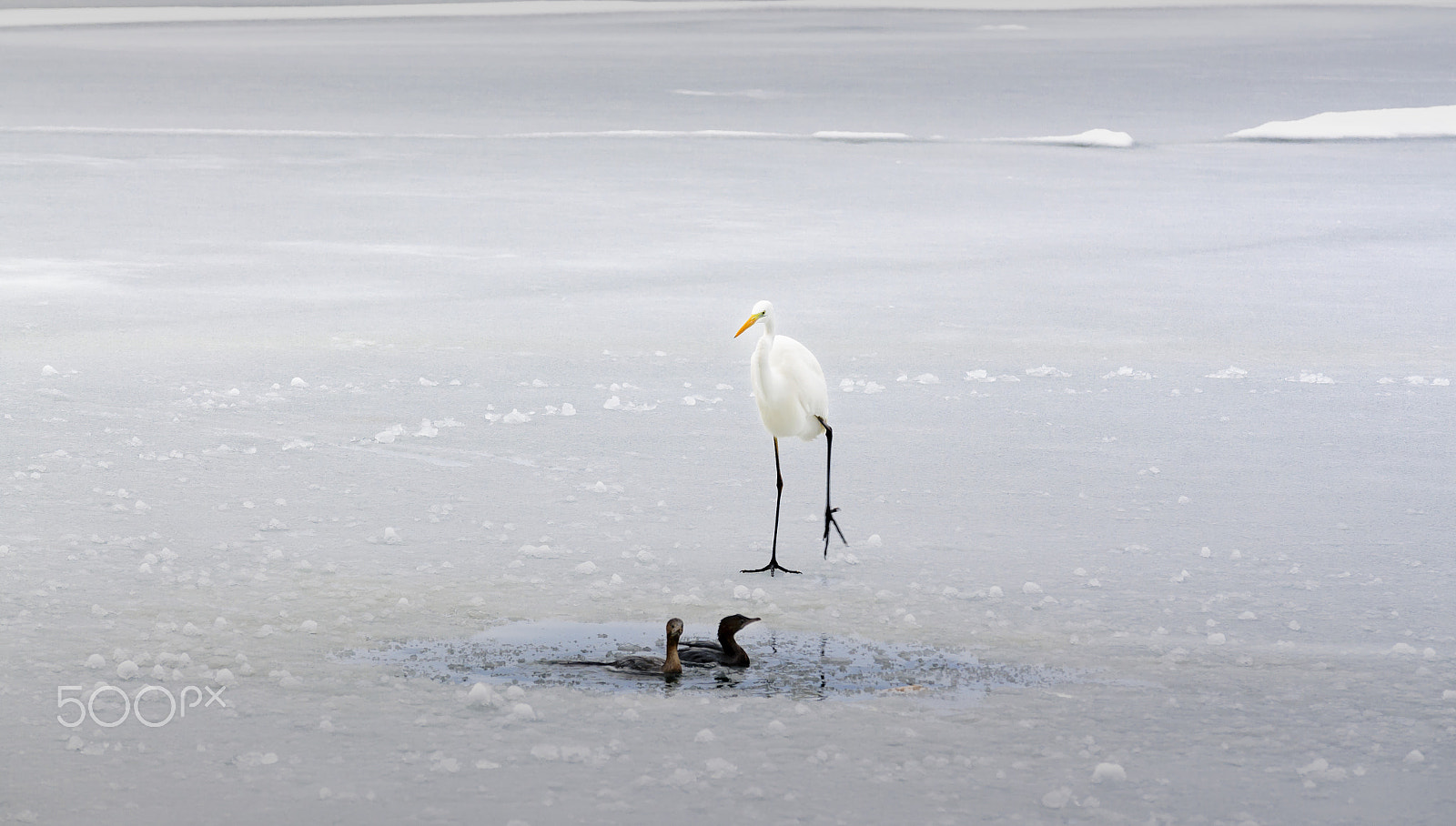 Nikon D7000 sample photo. Birds on ice photography
