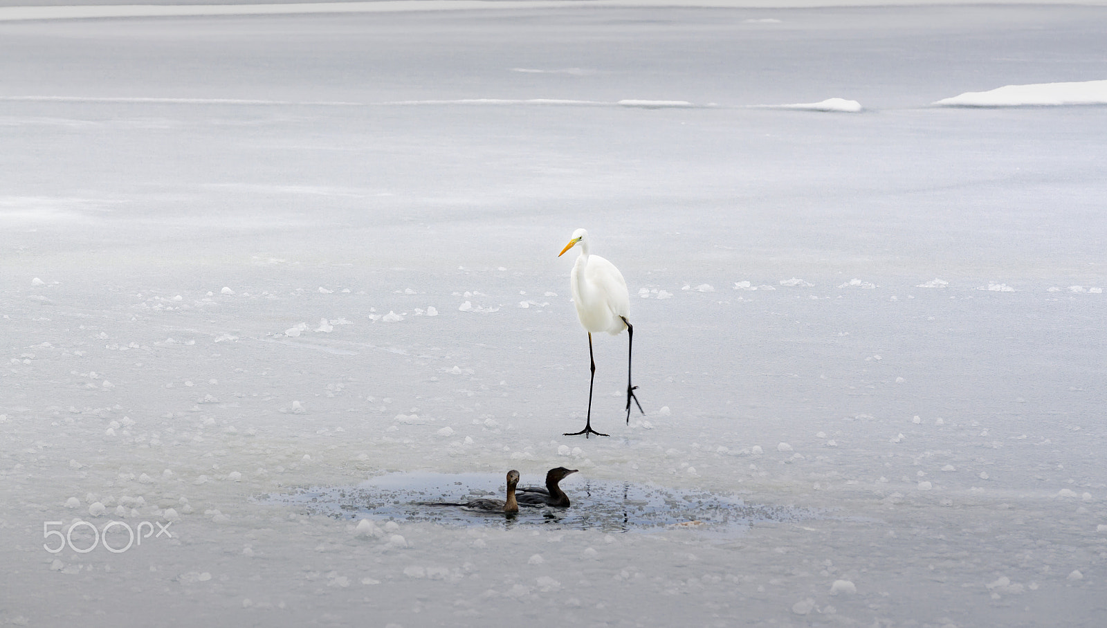 Sigma 50-150mm F2.8 EX APO DC OS HSM sample photo. Birds on ice photography