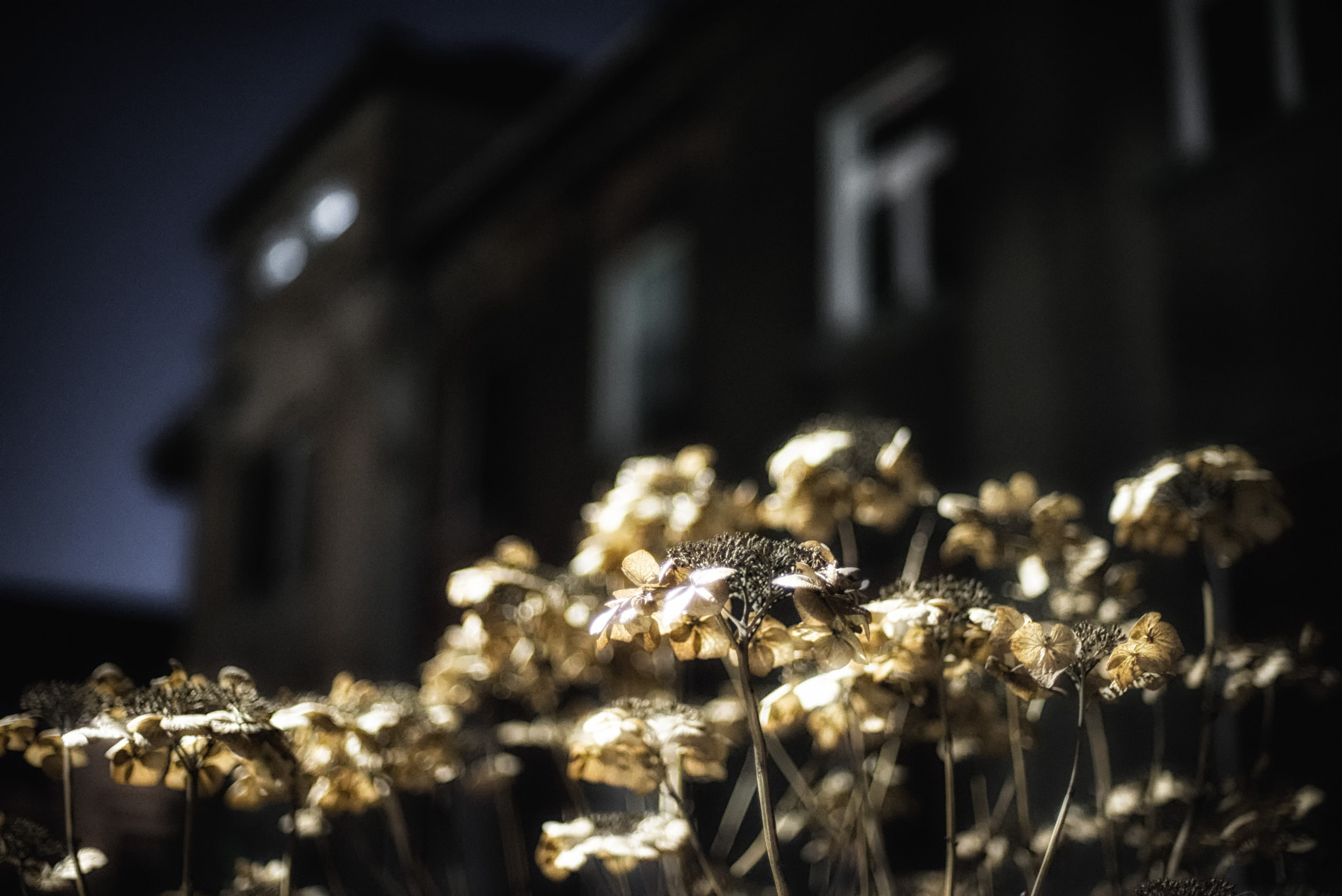 Nikon D600 sample photo. My favorite winter bush photography