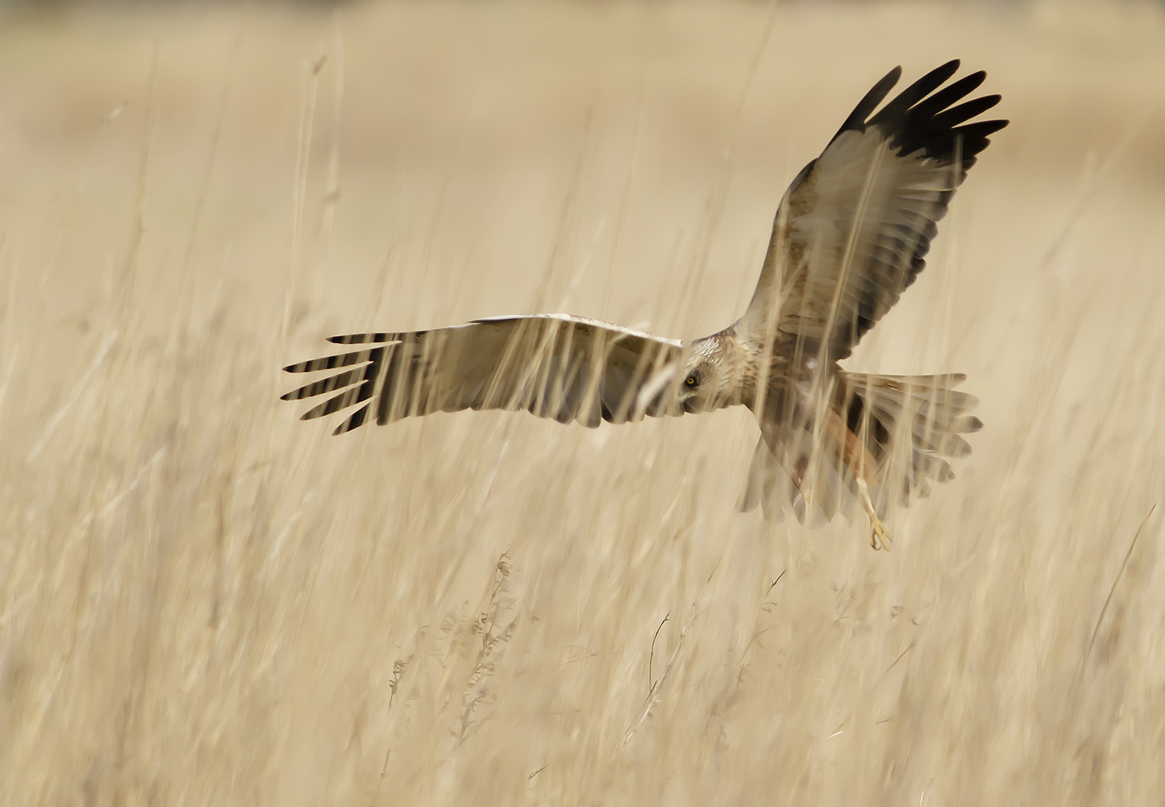 Nikon D7000 + Nikon AF-S Nikkor 300mm F2.8G ED-IF VR sample photo. Landing photography