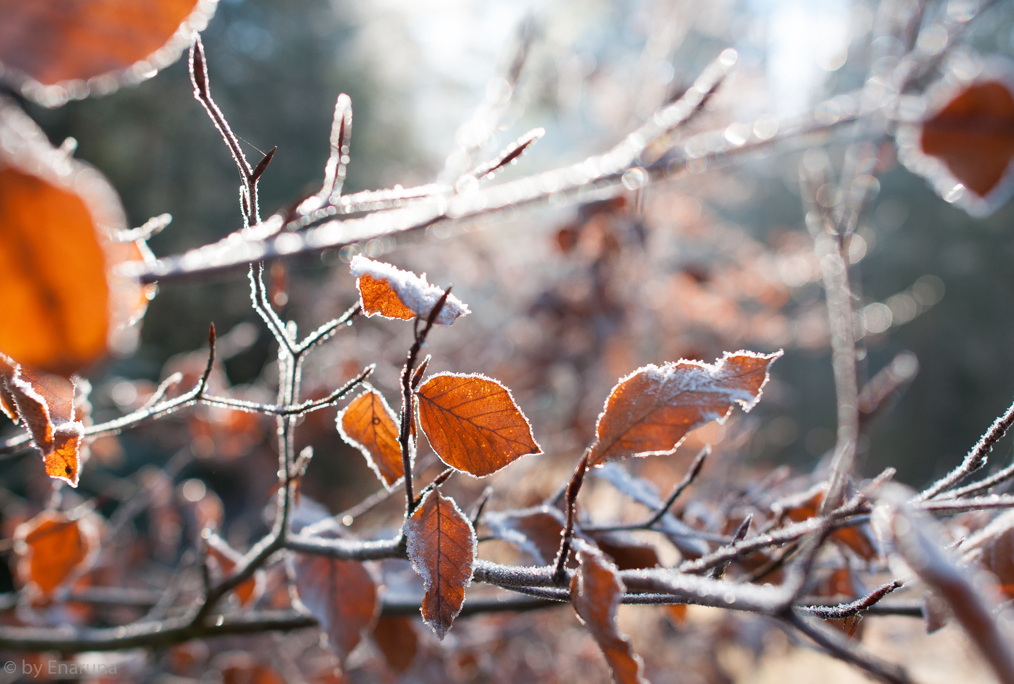 Nikon D300S sample photo. Frosty beech leaves photography