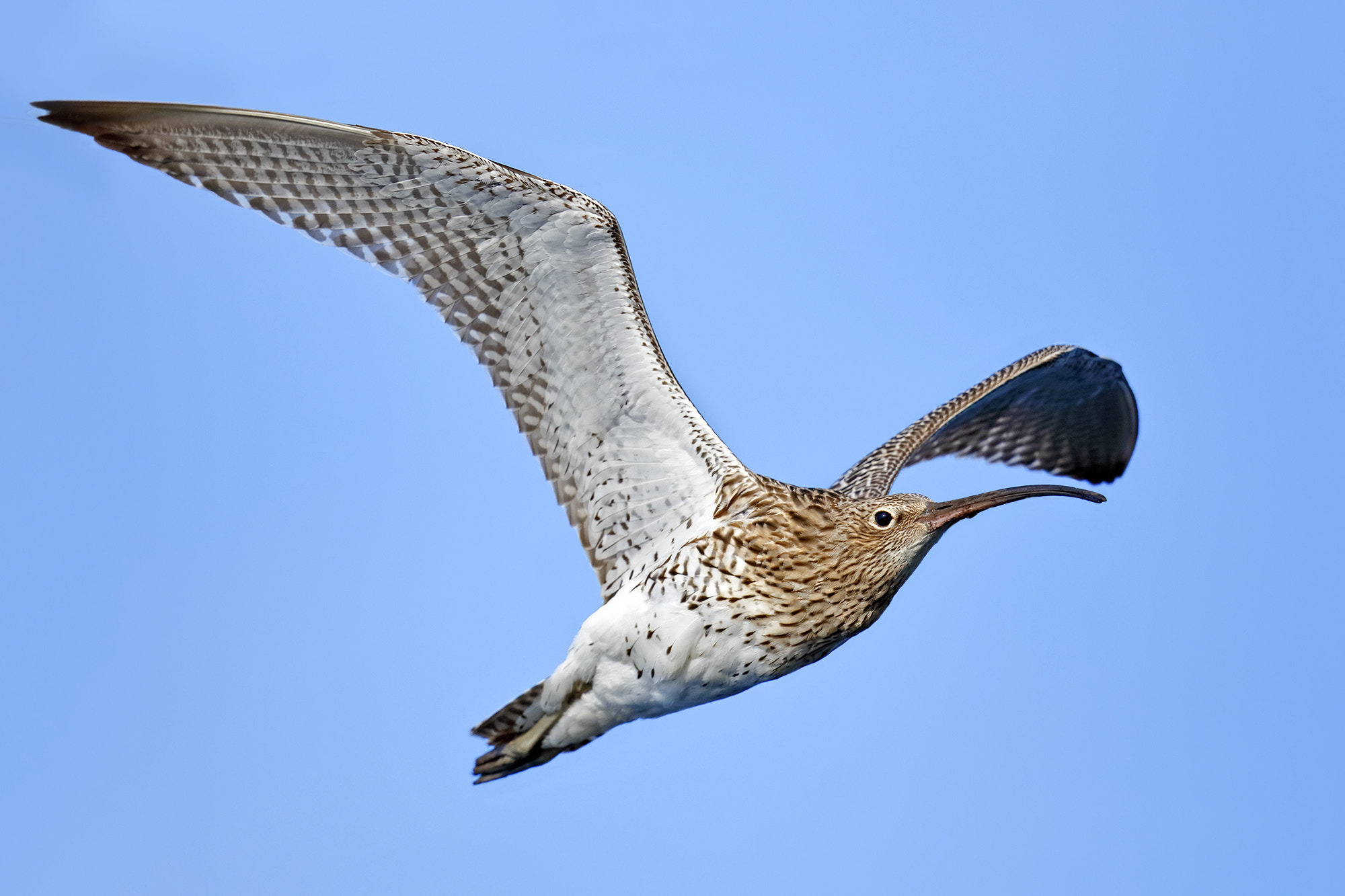 Canon EF 500mm F4L IS II USM sample photo. Eurasian curlew photography