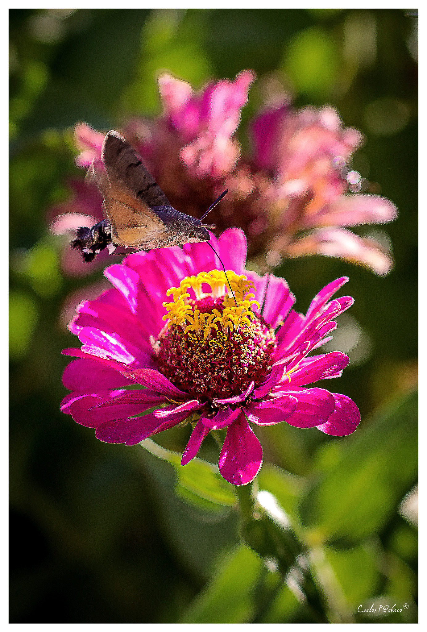 Sigma 50mm F1.4 EX DG HSM sample photo. Macroglossum stellatarum photography