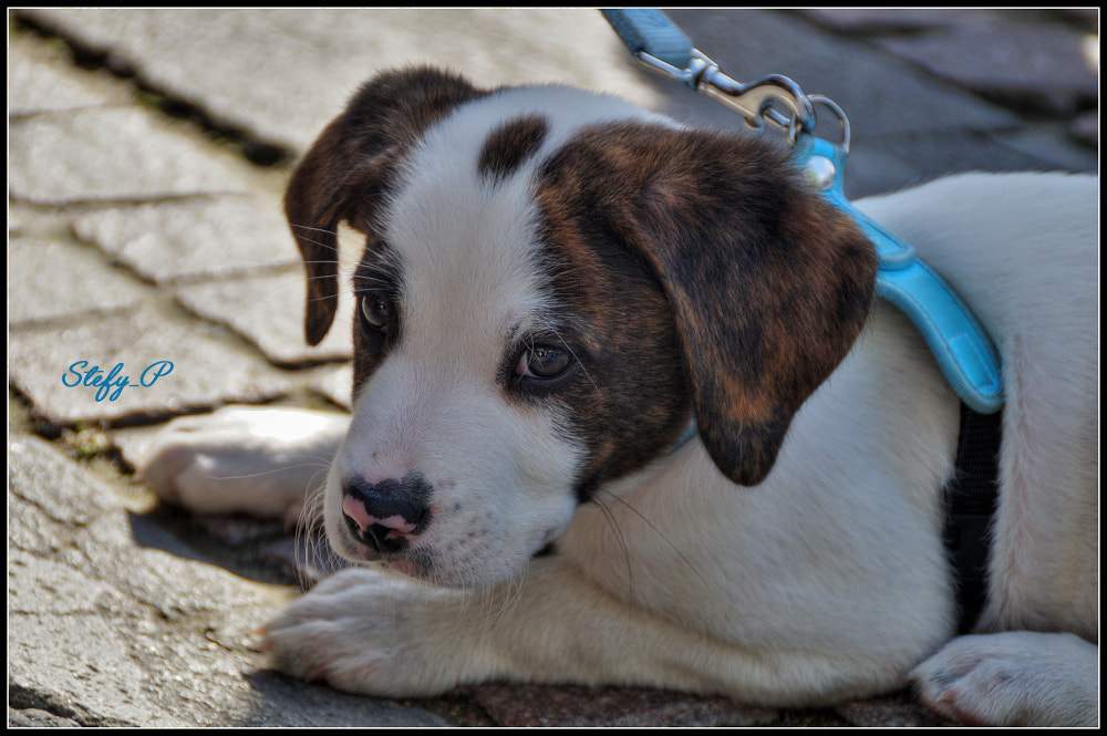 Sony DT 18-200mm F3.5-6.3 sample photo. Iron photography