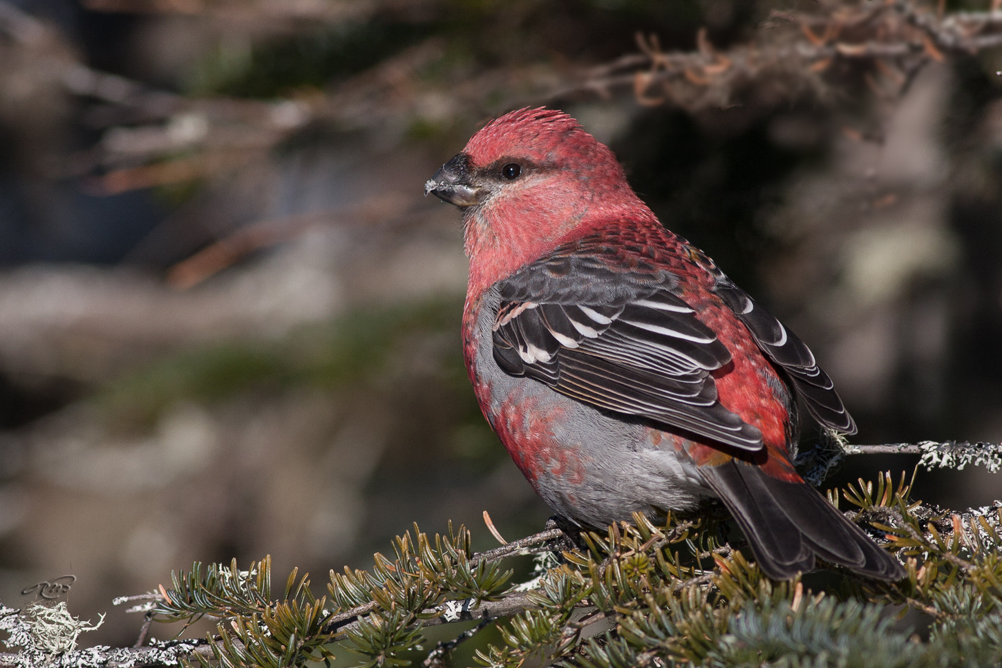 Canon EOS 40D + Canon EF 400mm F5.6L USM sample photo. Pine grosbeak photography