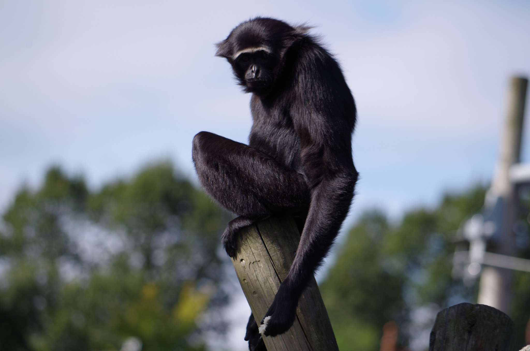 smc Pentax-DA L 50-200mm F4-5.6 ED WR sample photo. Lone ape photography