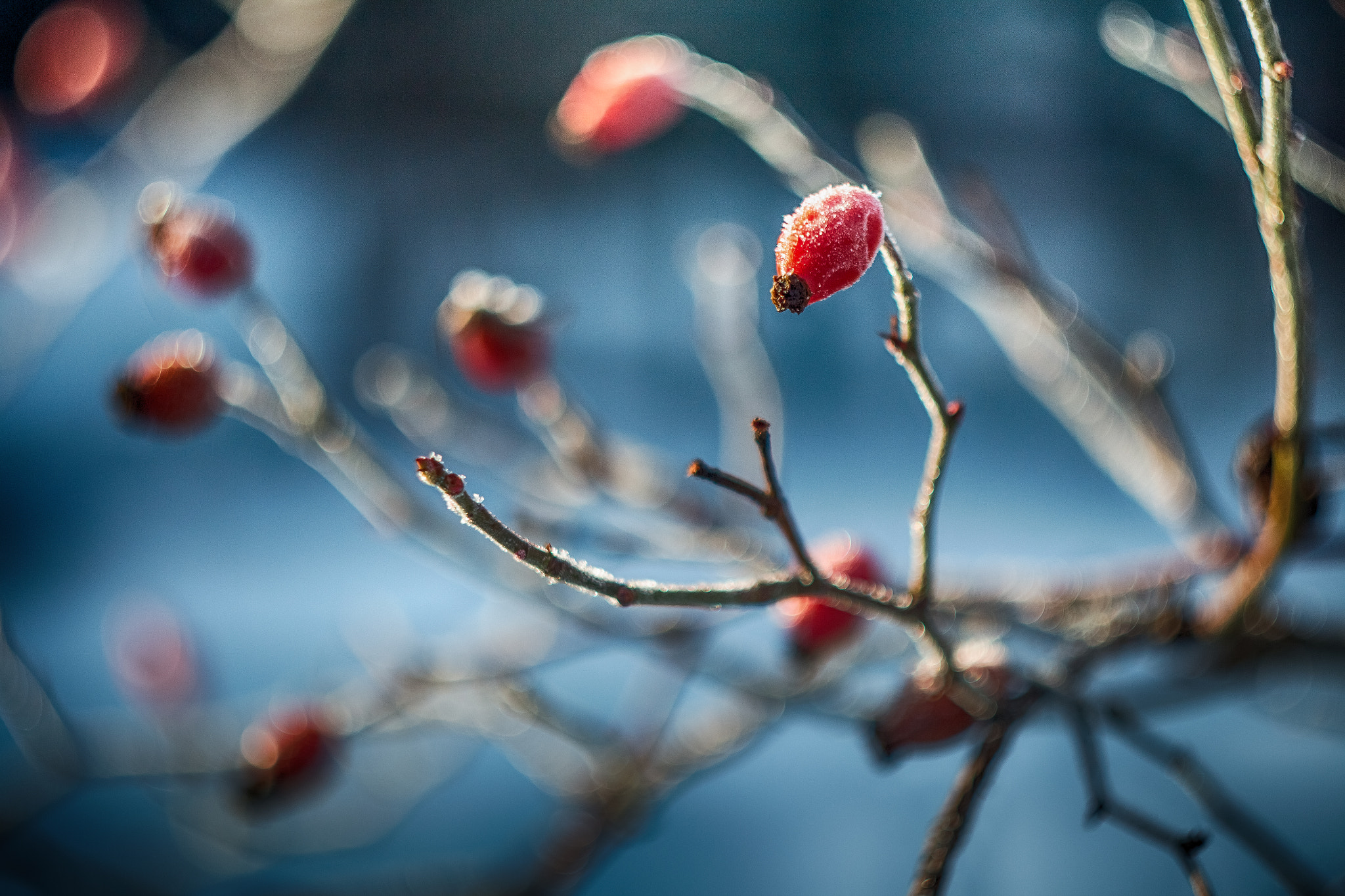 Canon EF 35-80mm f/4-5.6 sample photo. Dog-rose photography
