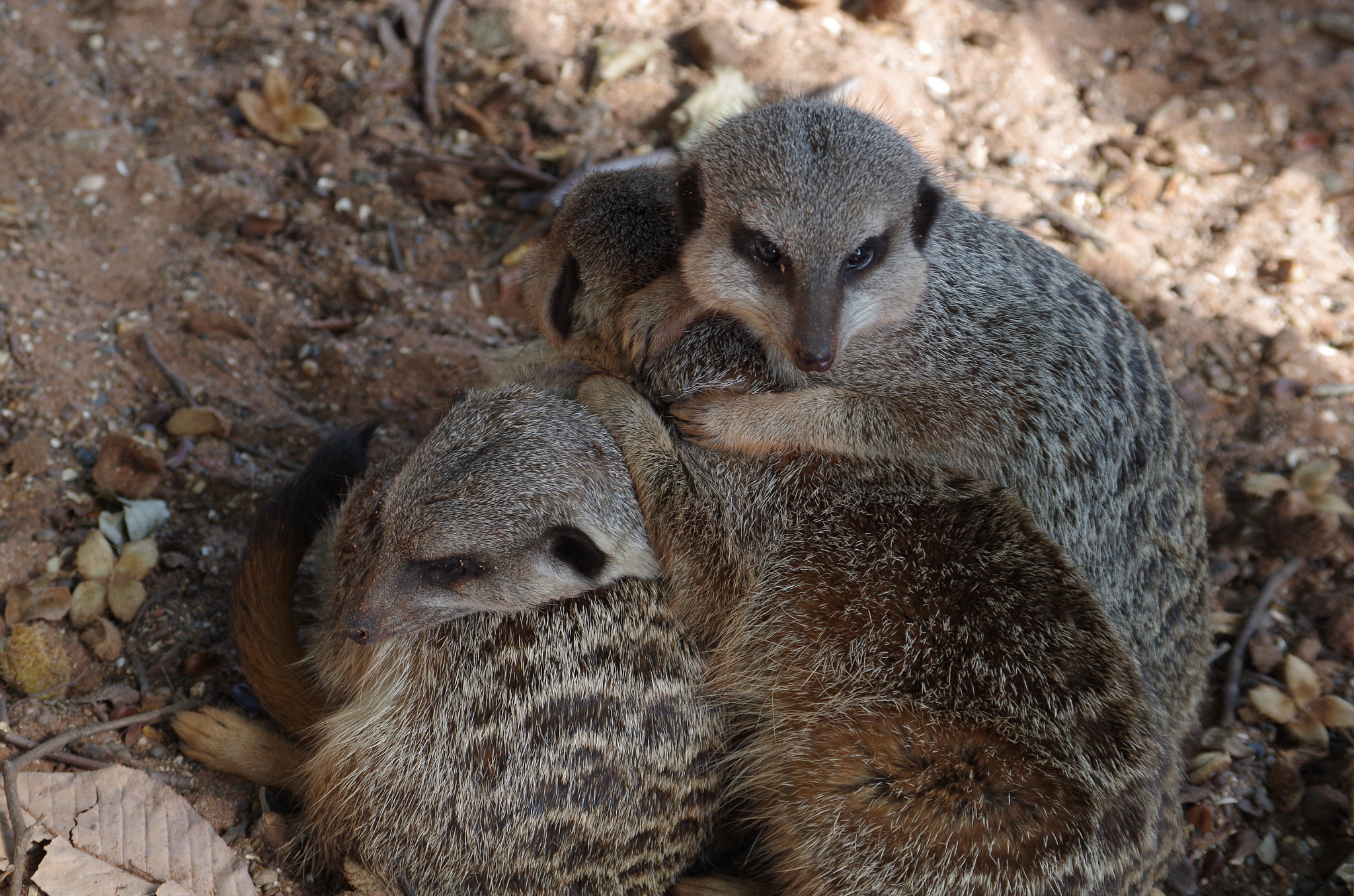 Pentax K-50 sample photo. Meerkat huddle photography