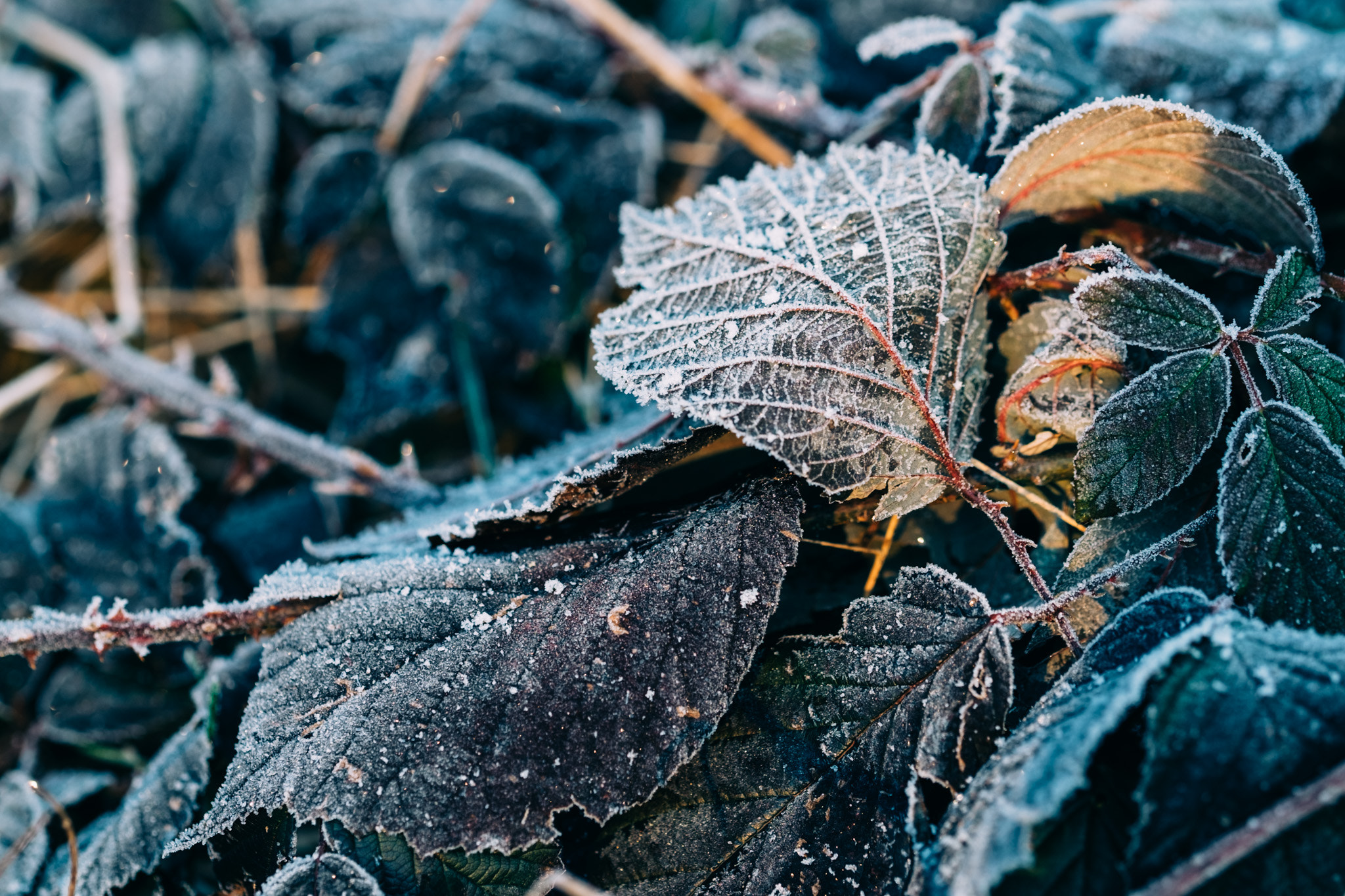 Fujifilm X-T1 + Fujifilm XF 90mm F2 R LM WR sample photo. Givre photography
