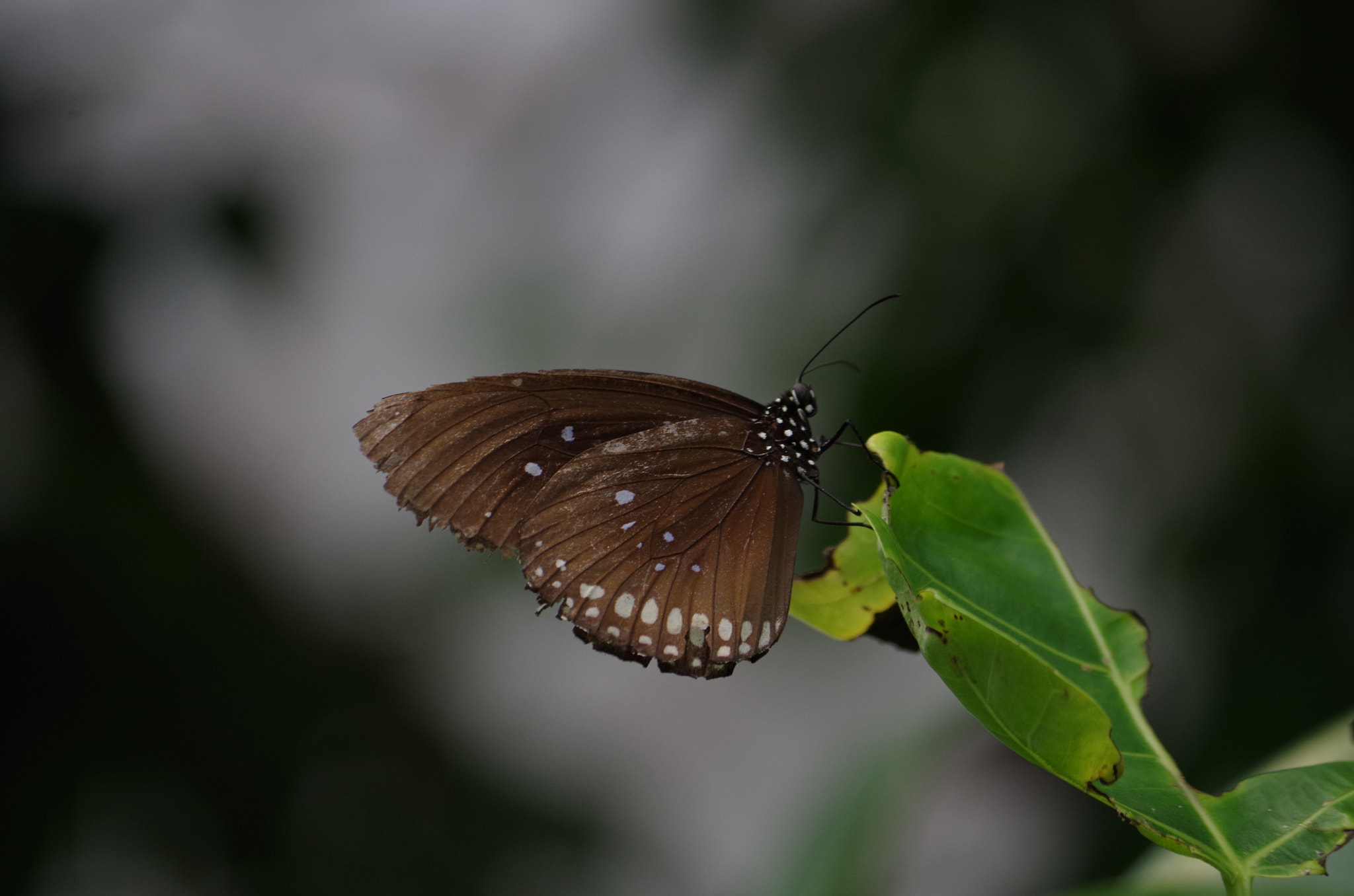 Pentax K-50 sample photo. Moth perching photography