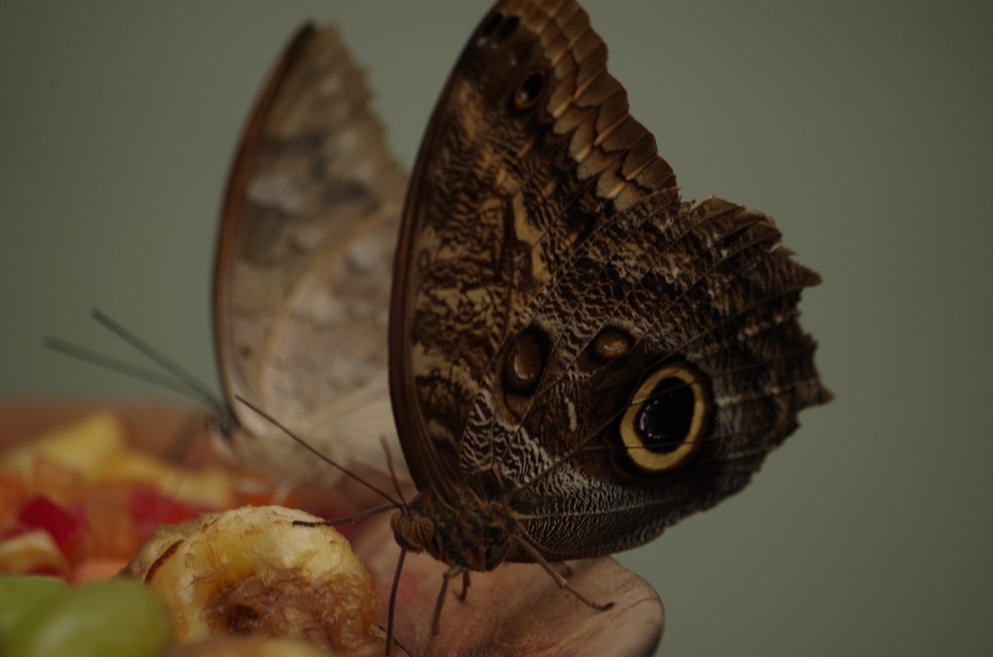 smc Pentax-DA L 50-200mm F4-5.6 ED WR sample photo. Moth duo feed photography