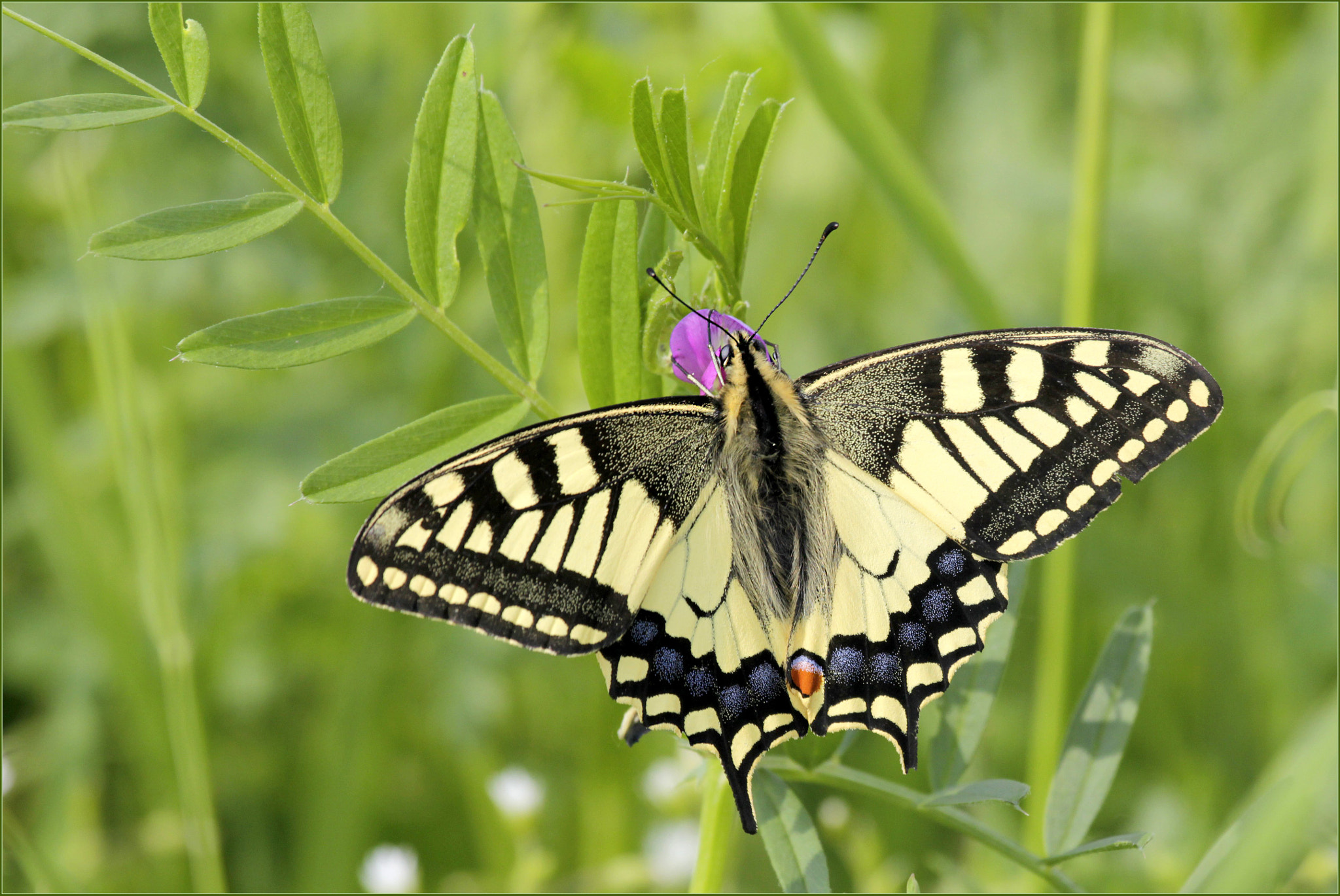 Canon EF 100-400mm F4.5-5.6L IS USM sample photo. Machaon photography
