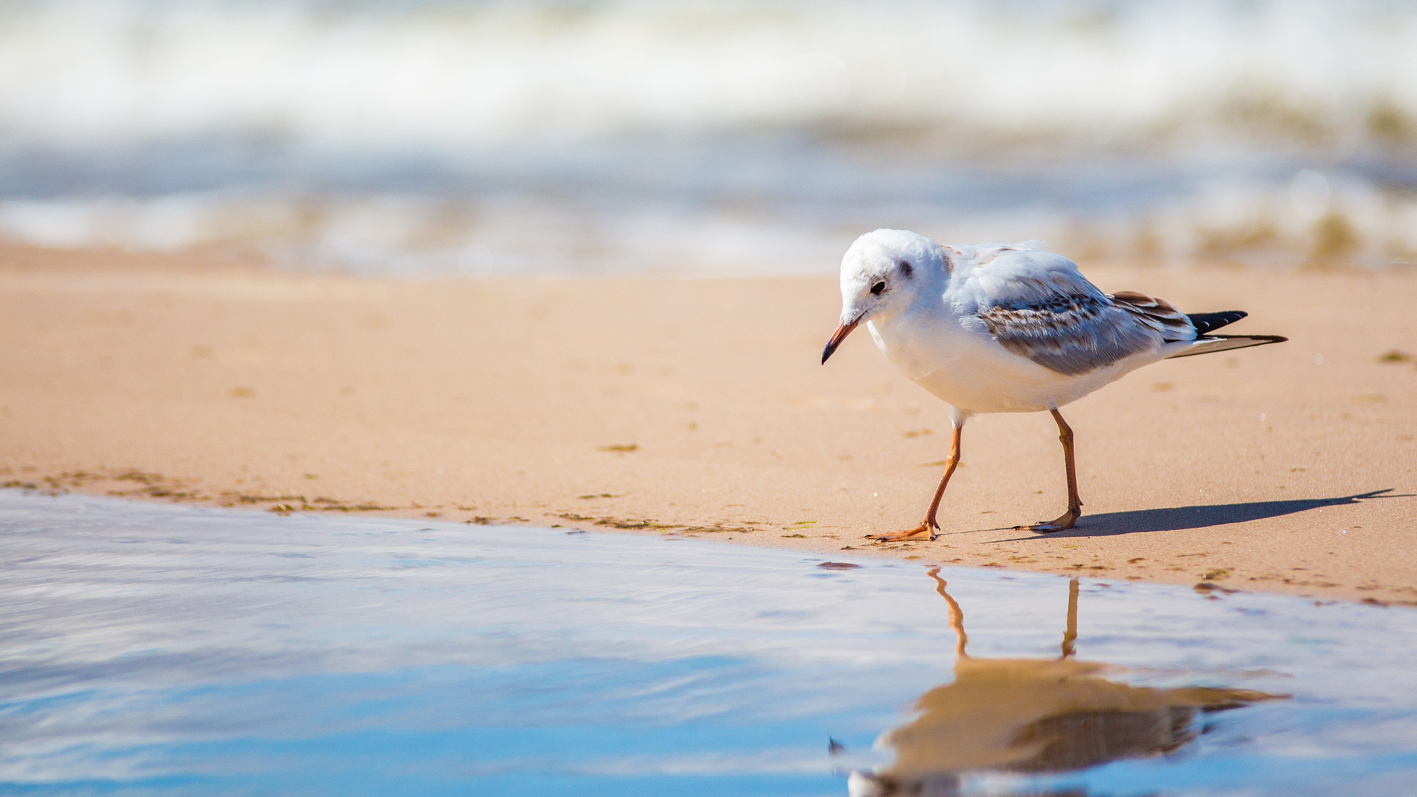 Tamron SP AF 70-200mm F2.8 Di LD (IF) MACRO sample photo. Baltic seagull photography