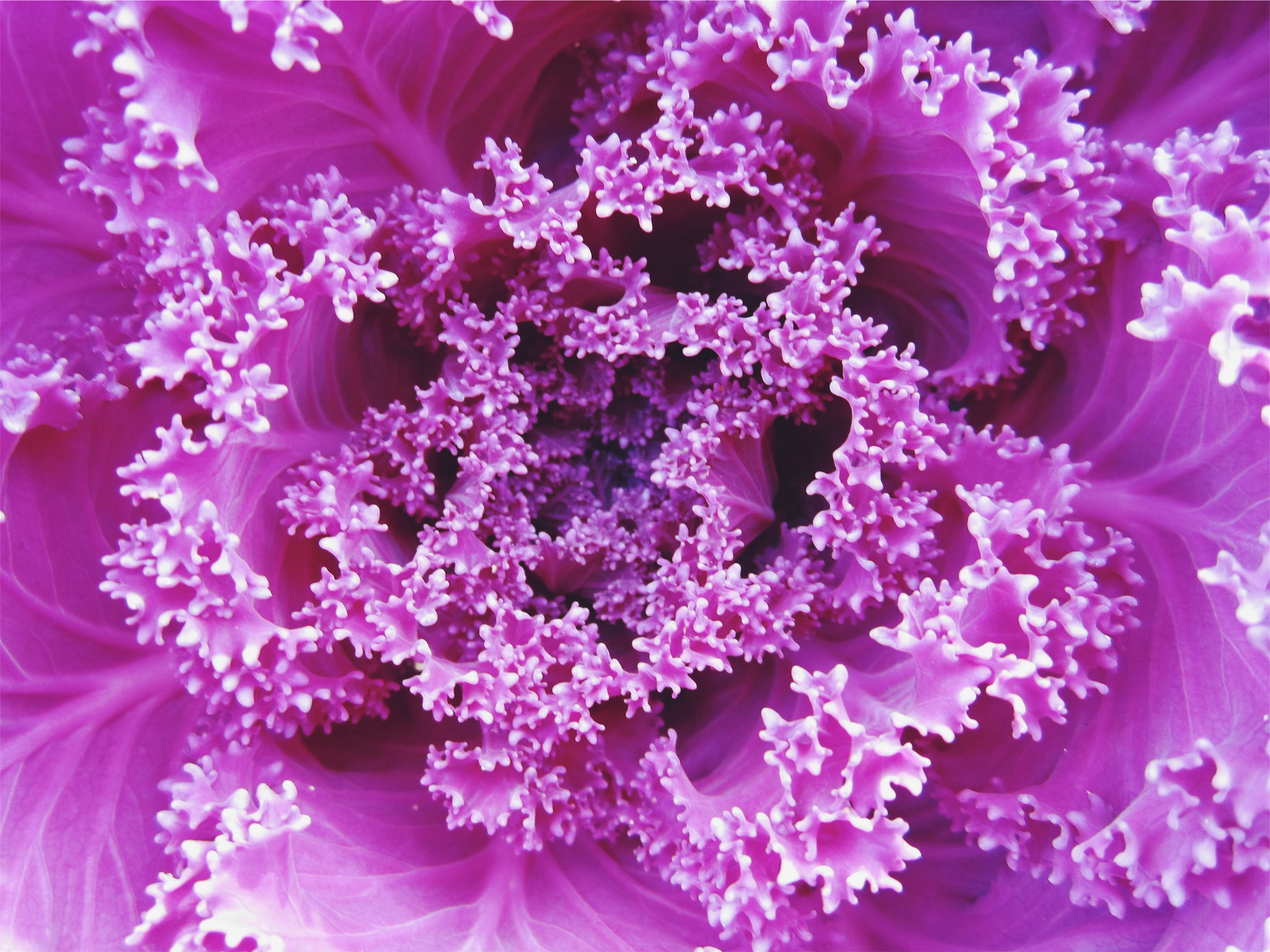 Canon PowerShot SD940 IS (Digital IXUS 120 IS / IXY Digital 220 IS) sample photo. Purple cabbage photography