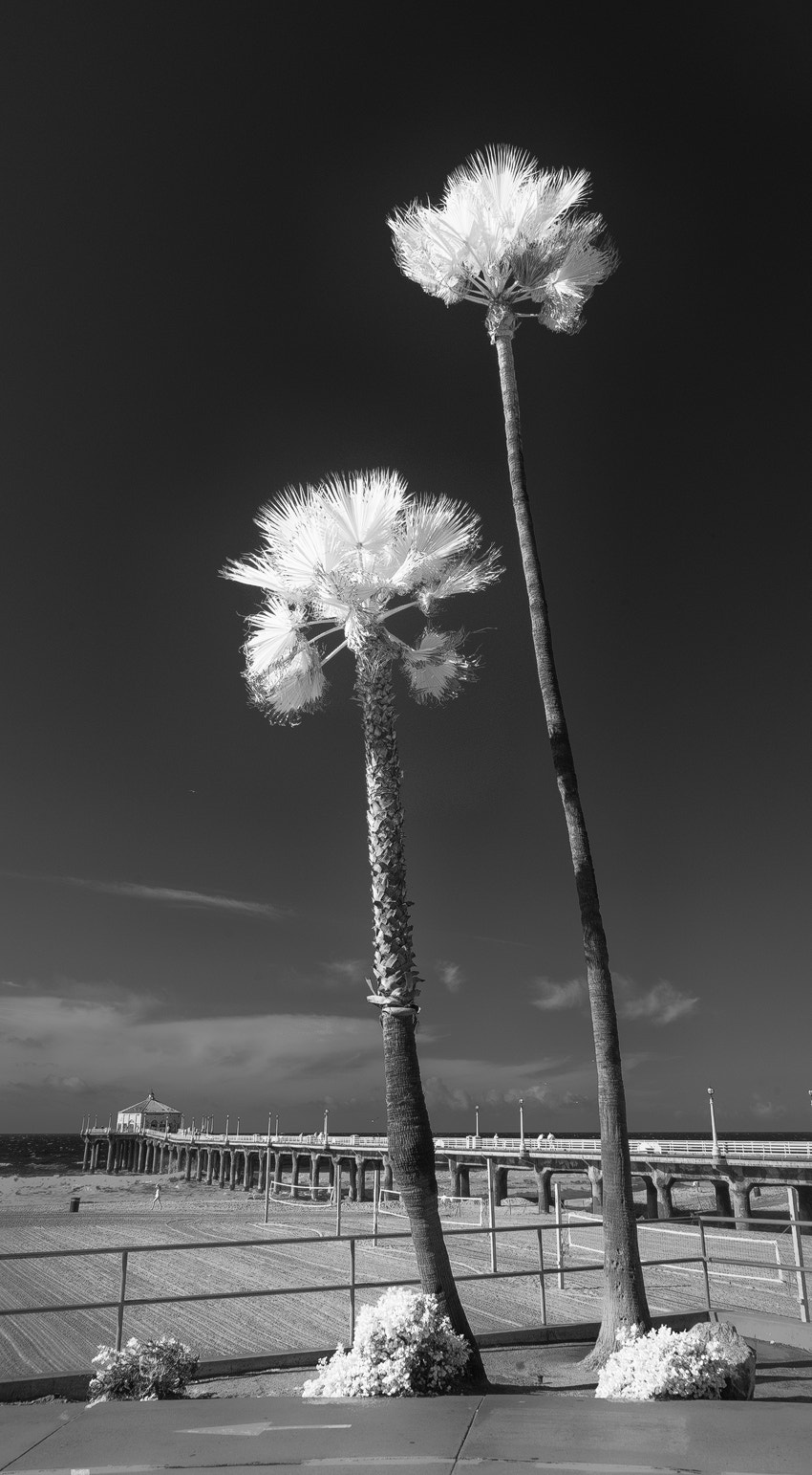 Sony a7R sample photo. Pier and palms bw ir 3 photography