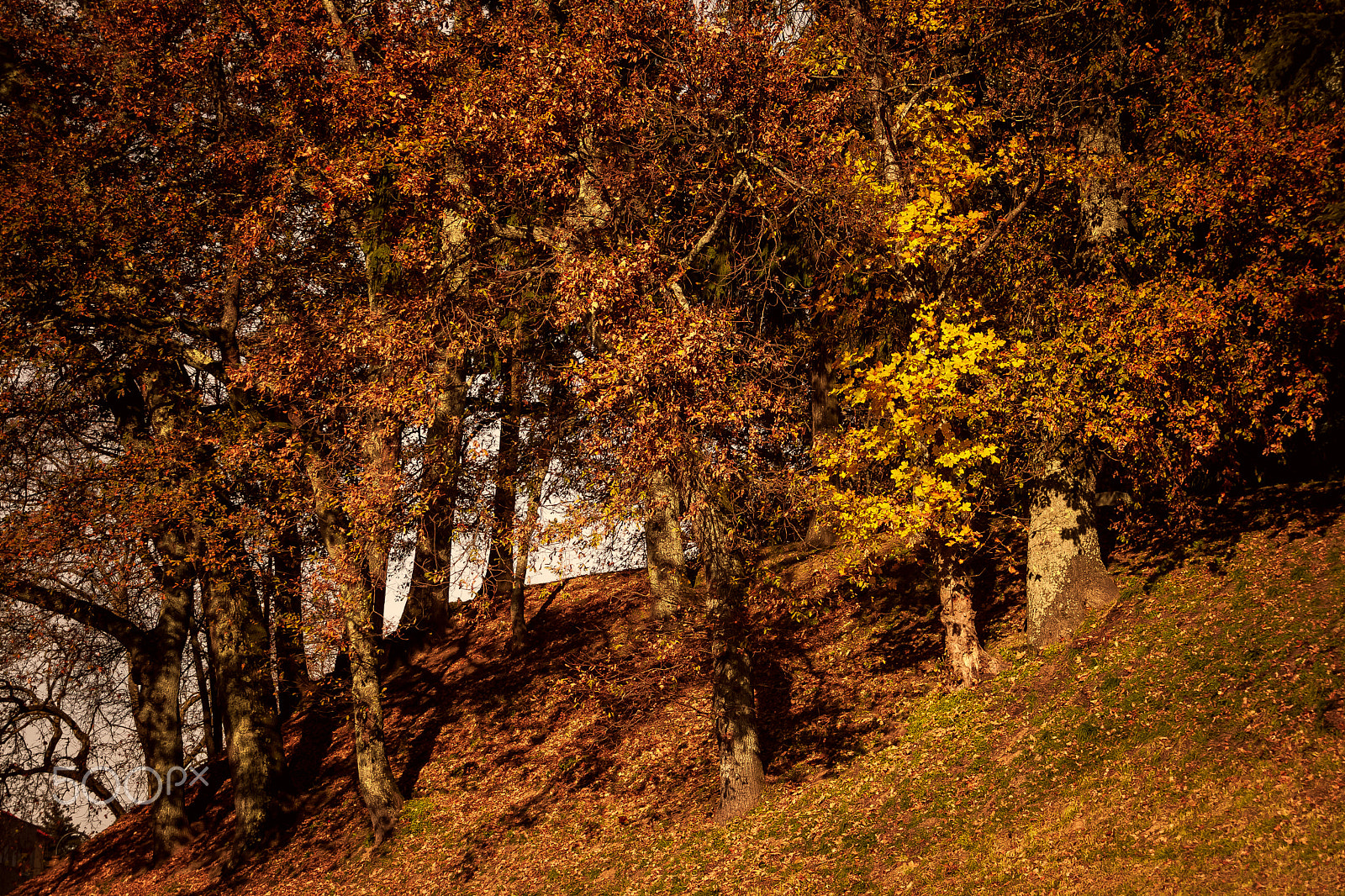 Canon EOS 500D (EOS Rebel T1i / EOS Kiss X3) sample photo. Up the hill. photography