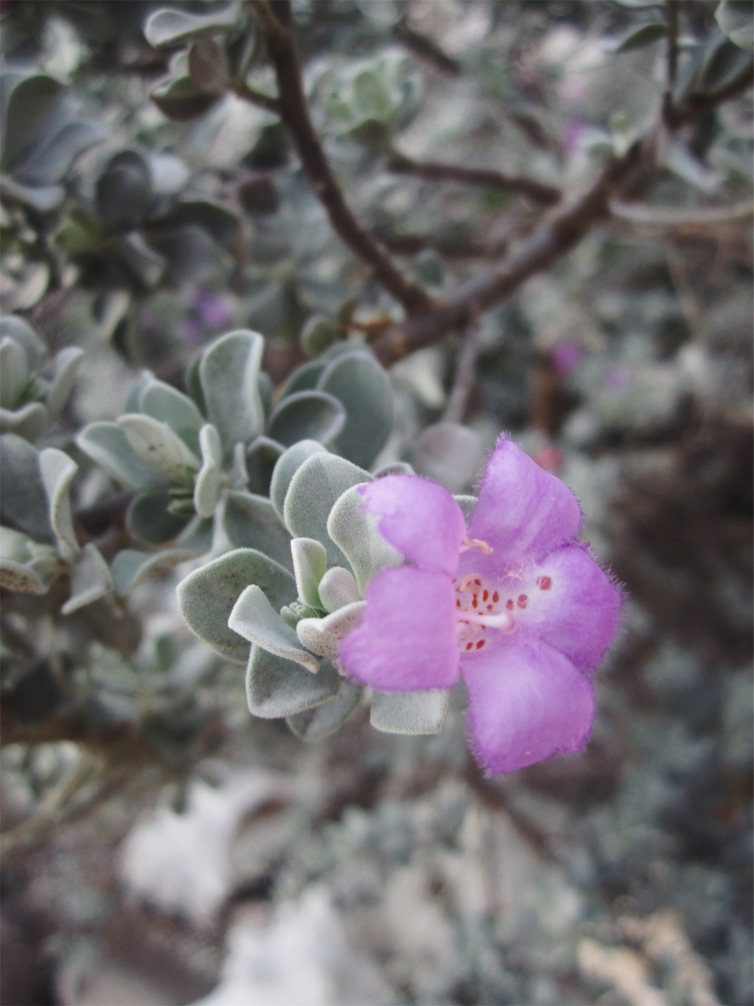 Canon PowerShot SD940 IS (Digital IXUS 120 IS / IXY Digital 220 IS) sample photo. Purple petals photography