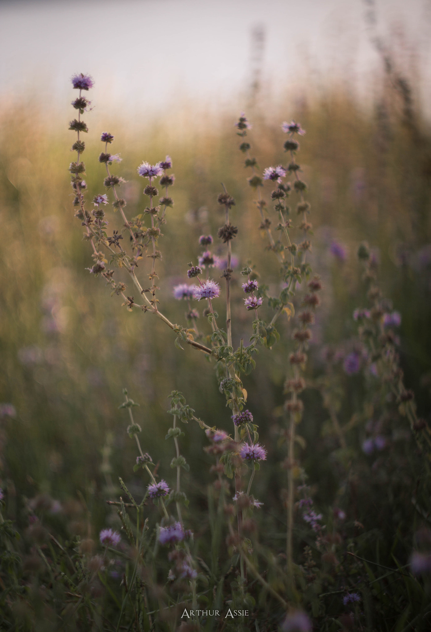 Canon EF 35-80mm f/4-5.6 sample photo. Img photography