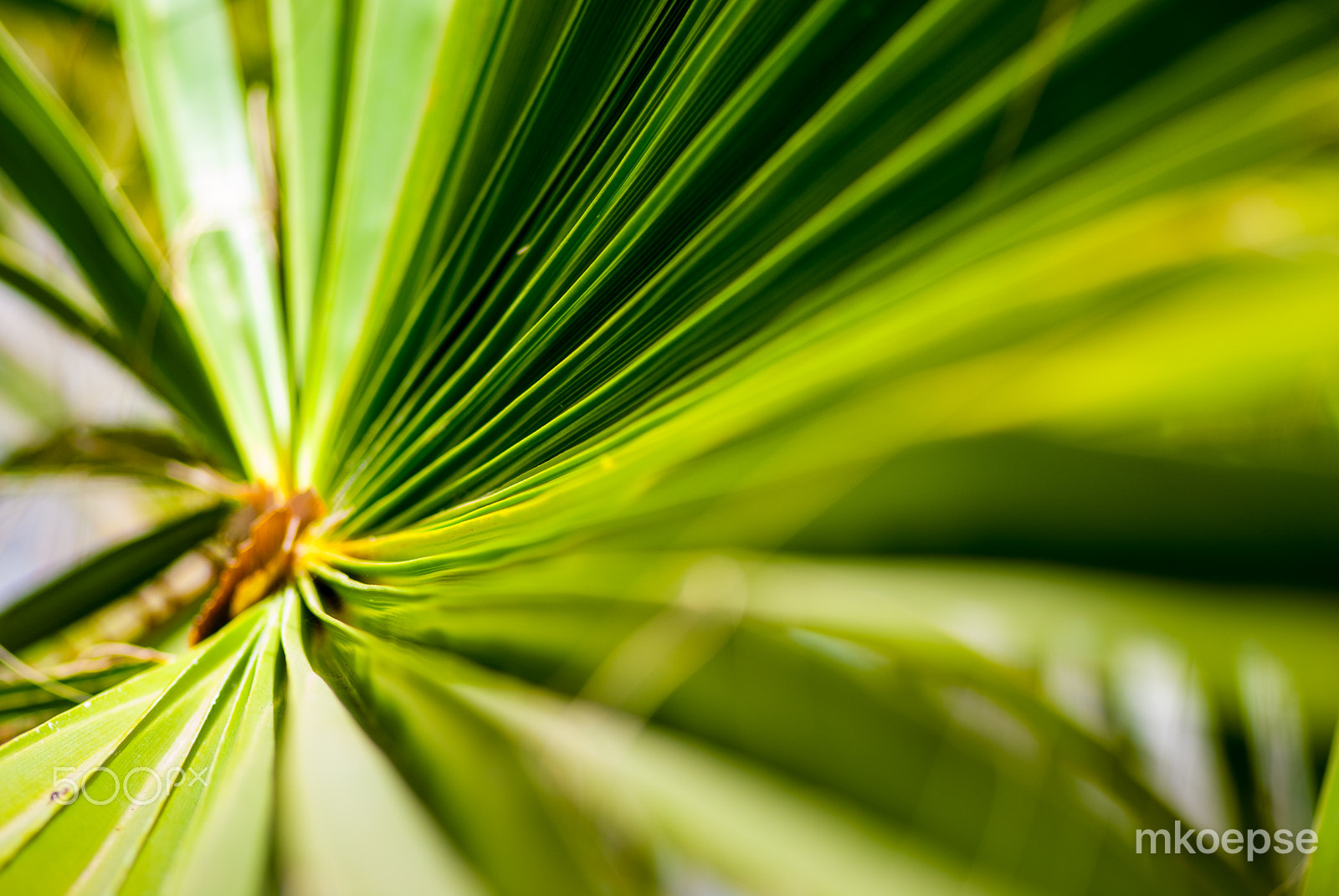 Nikon AF-S Micro-Nikkor 105mm F2.8G IF-ED VR sample photo. Abstract plant photography