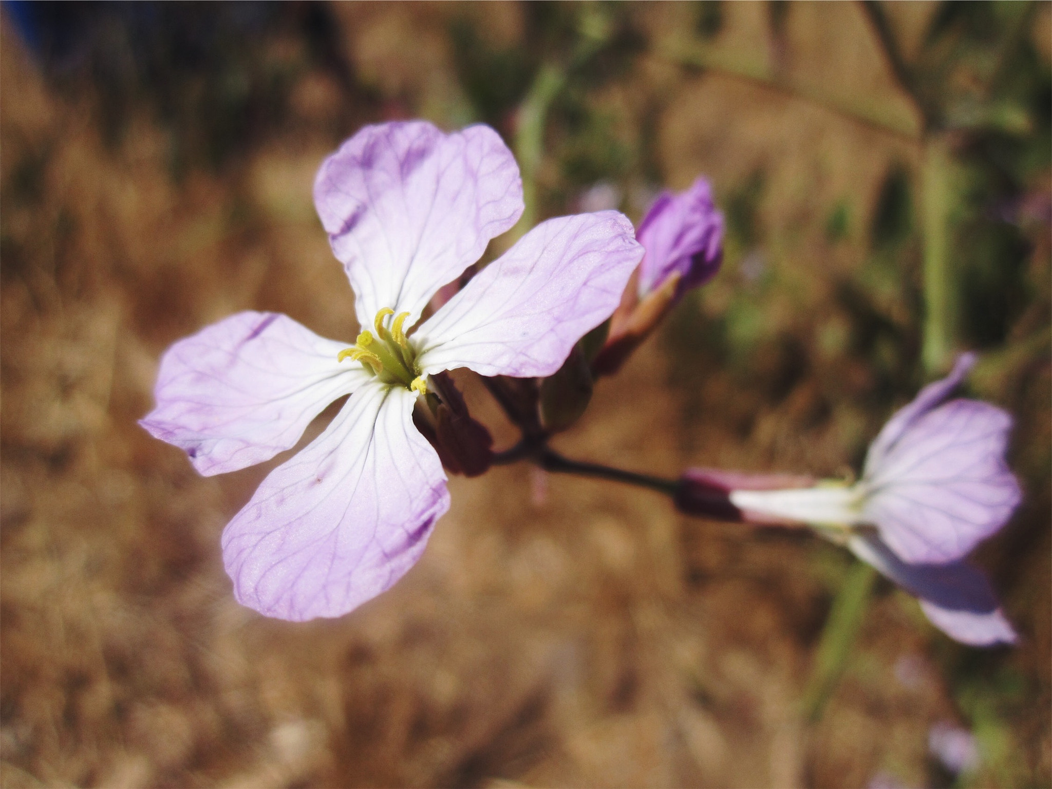 Canon PowerShot SD940 IS (Digital IXUS 120 IS / IXY Digital 220 IS) sample photo. Veins on petals photography