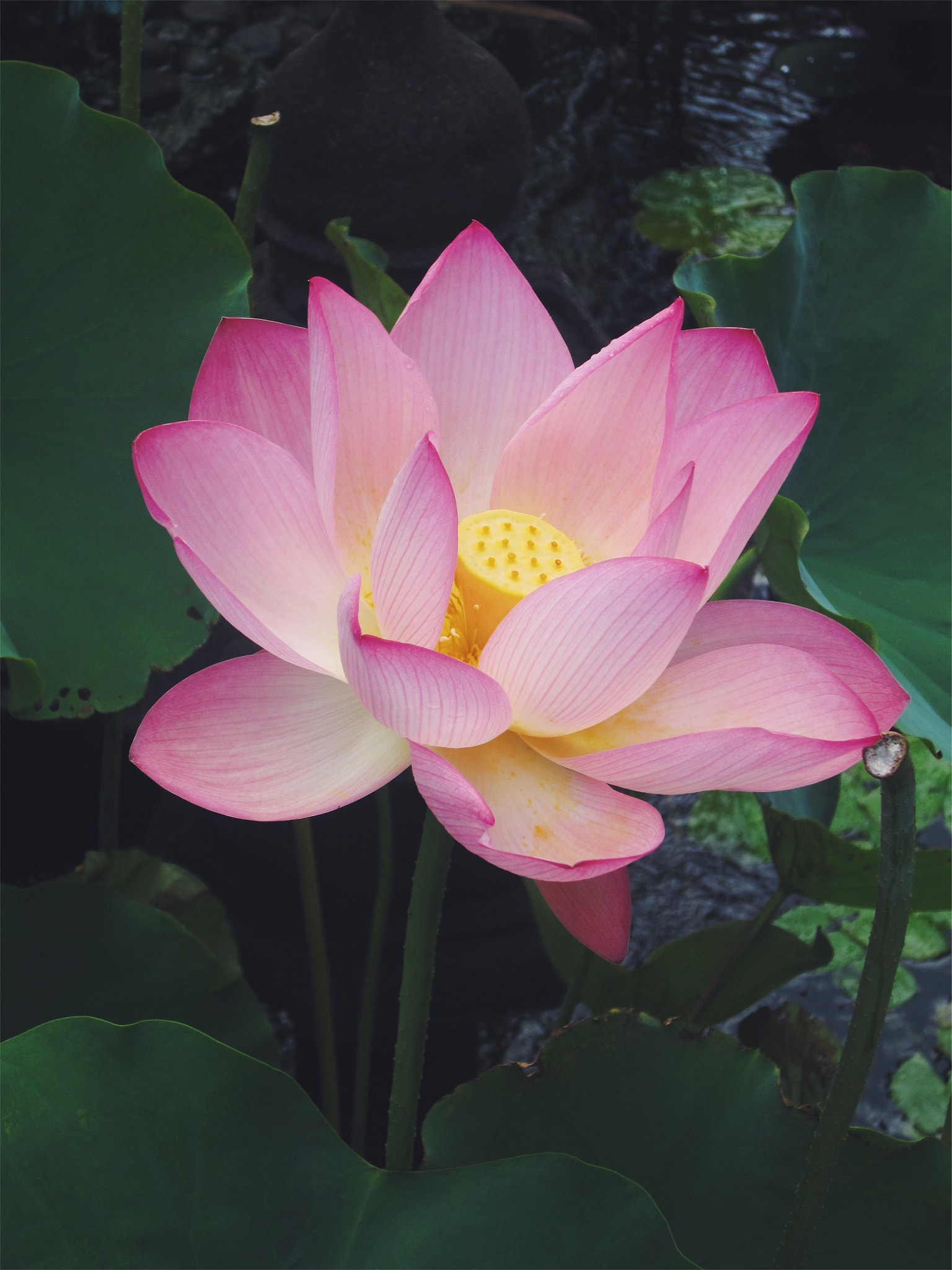Canon PowerShot SD940 IS (Digital IXUS 120 IS / IXY Digital 220 IS) sample photo. Pink lotus photography