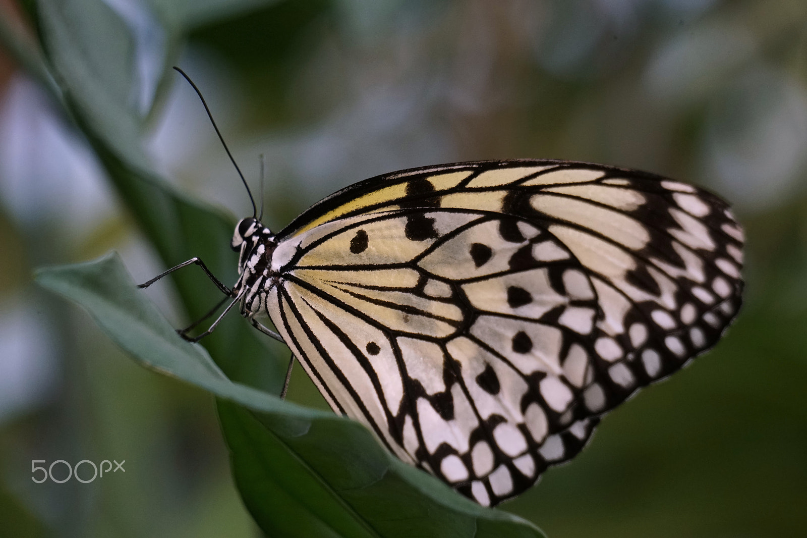Sony a5100 sample photo. Auf dem sprung photography