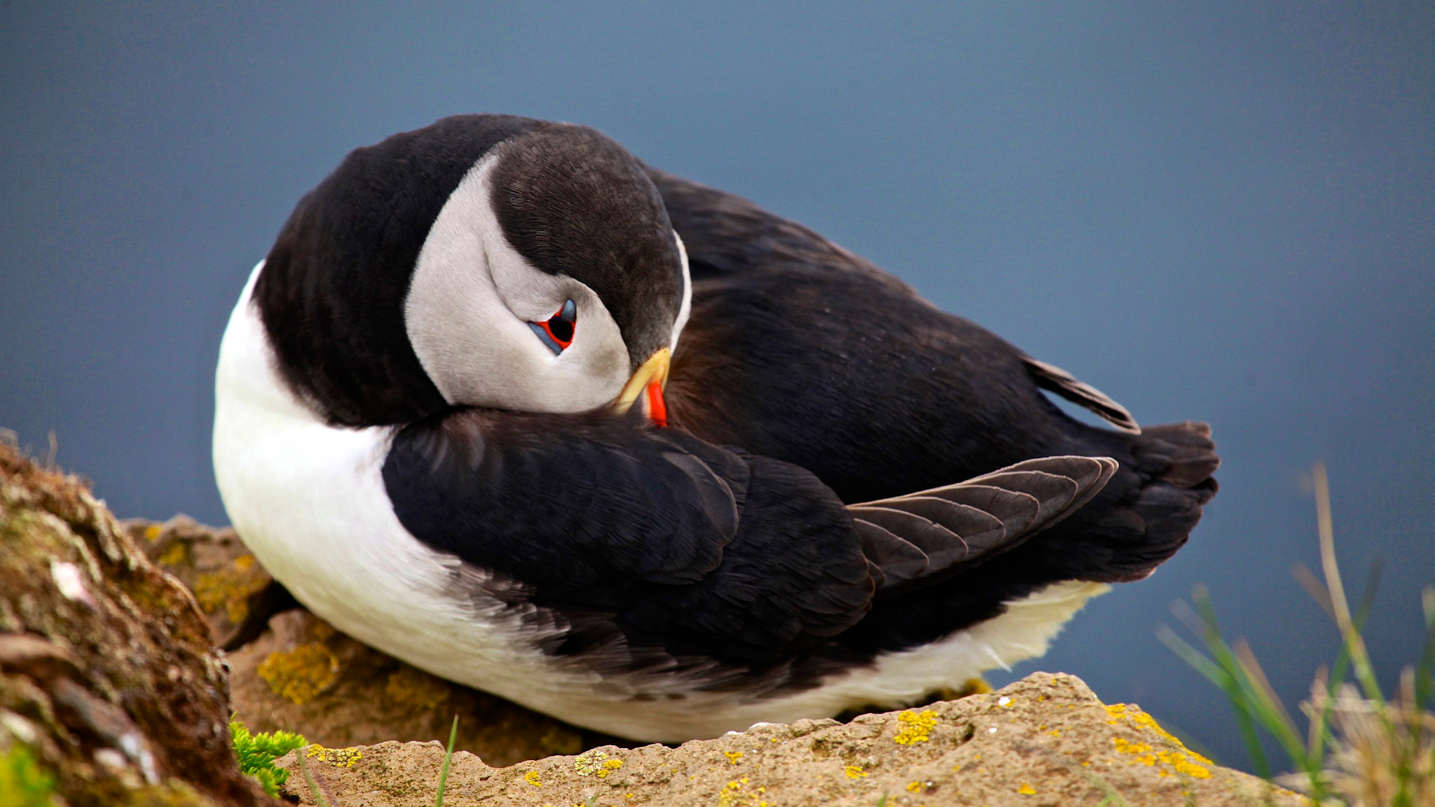 Canon EF 100-400mm F4.5-5.6L IS USM sample photo. Atlantic puffin photography