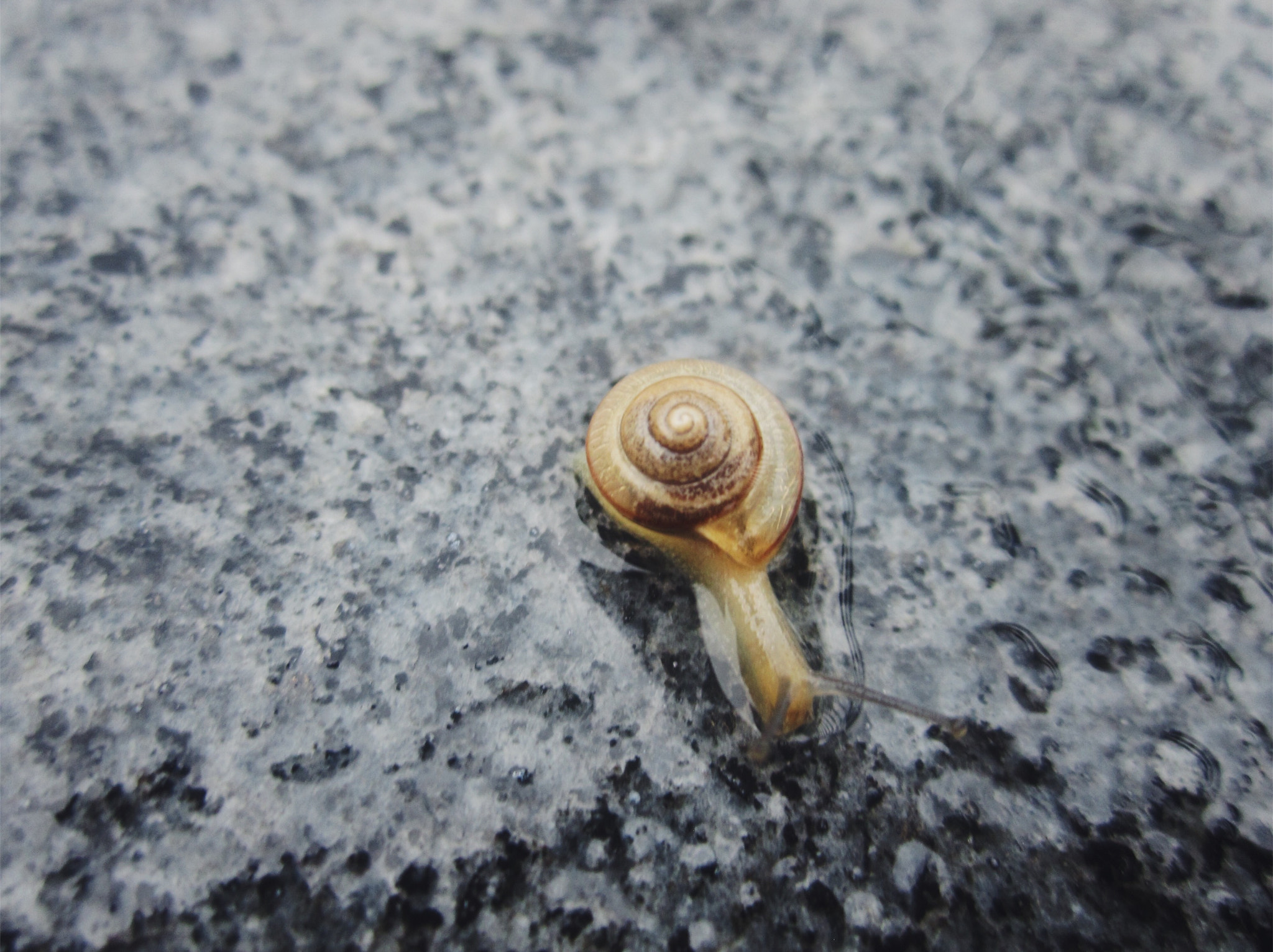 Canon PowerShot SD940 IS (Digital IXUS 120 IS / IXY Digital 220 IS) sample photo. Snail in water photography