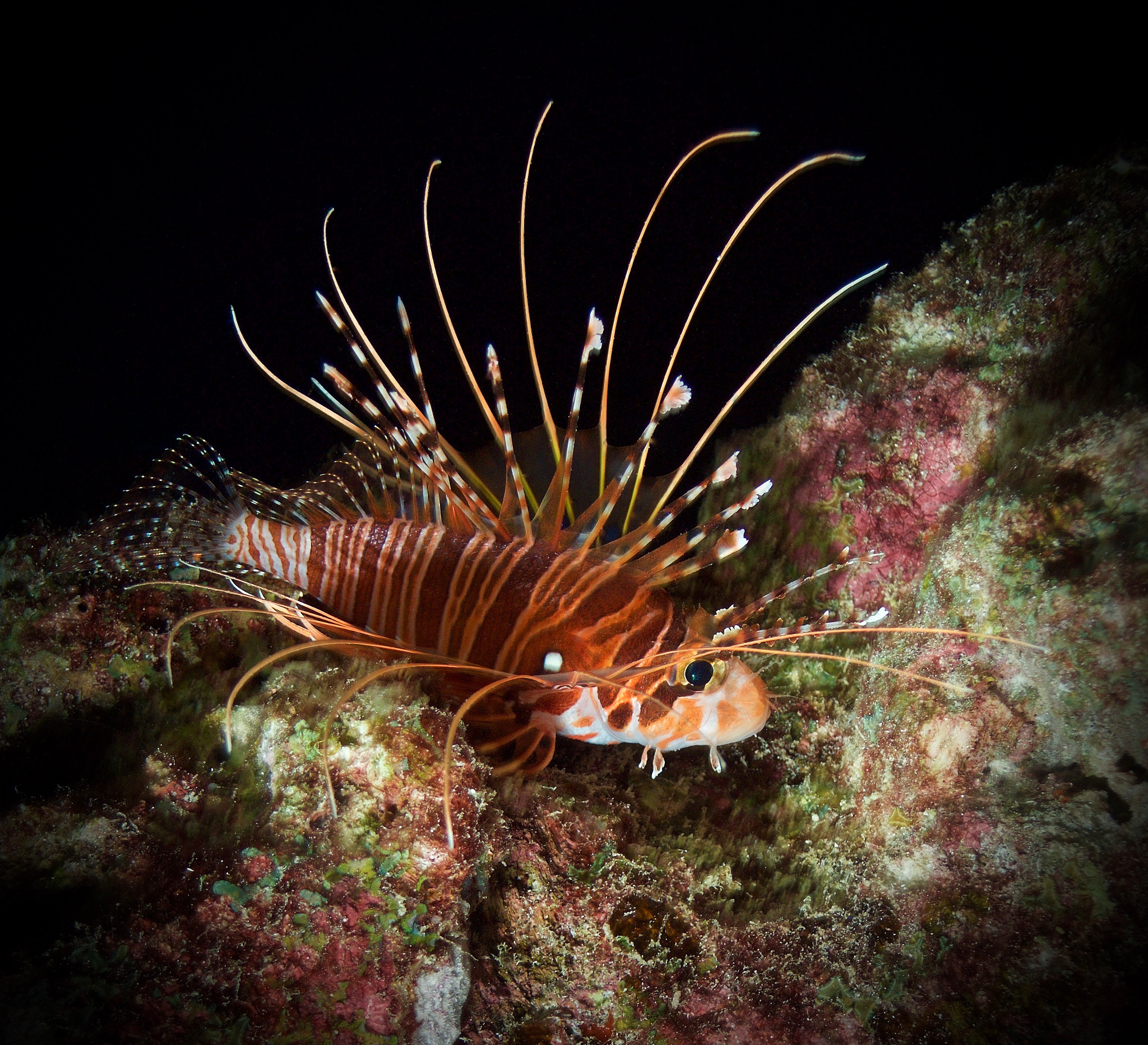 Olympus M.Zuiko Digital 14-42mm F3.5-5.6 II R sample photo. Lionfish photography
