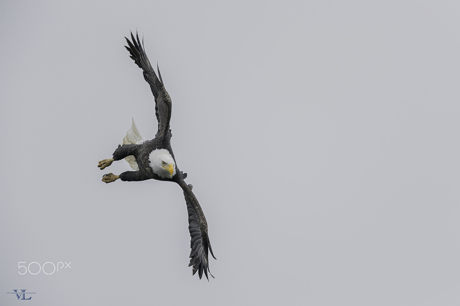 Canon EF 600mm F4L IS II USM sample photo. Sideway photography