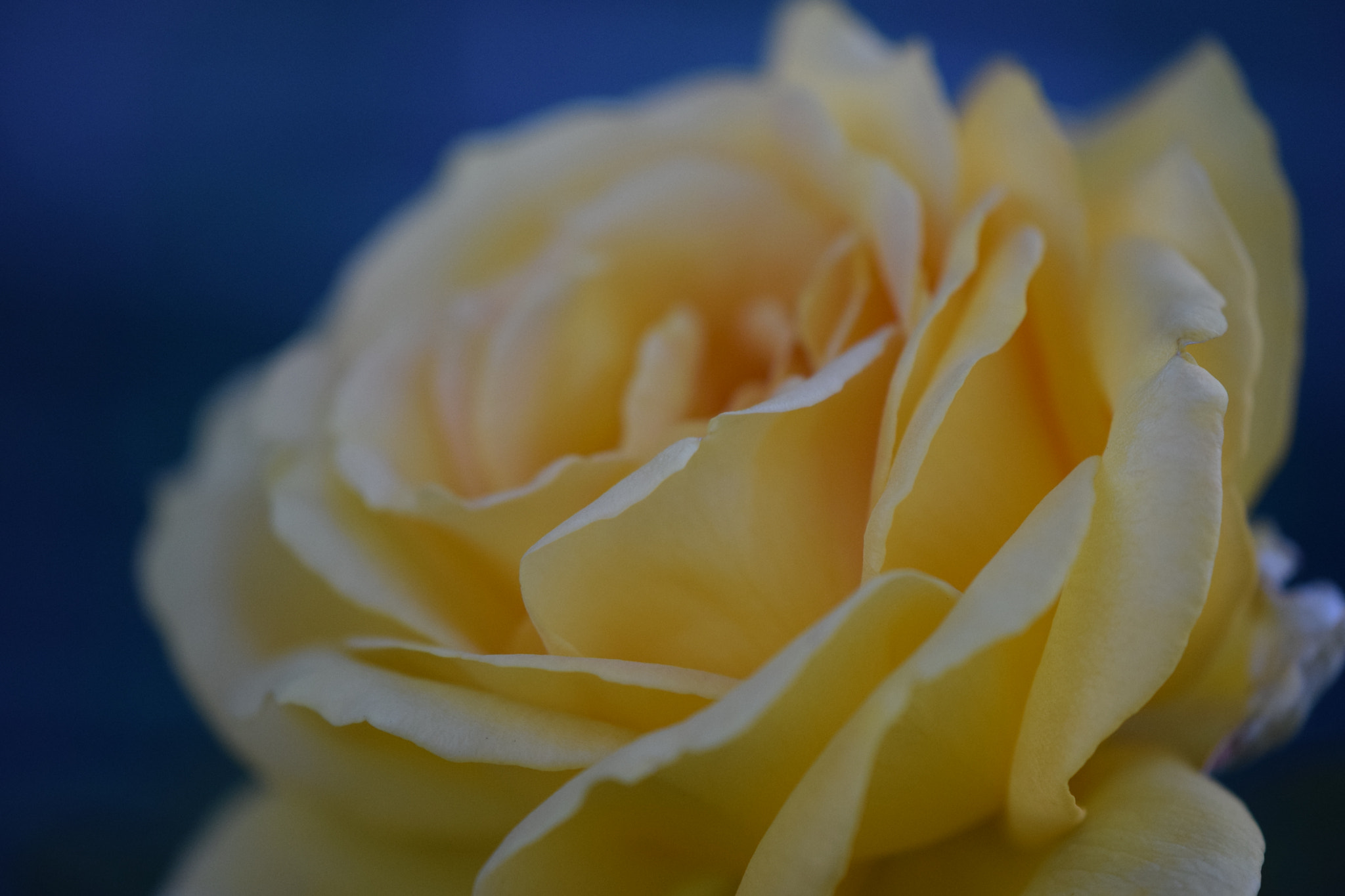 Nikon AF-S DX Micro-Nikkor 85mm F3.5G ED VR sample photo. Yellow rose photography