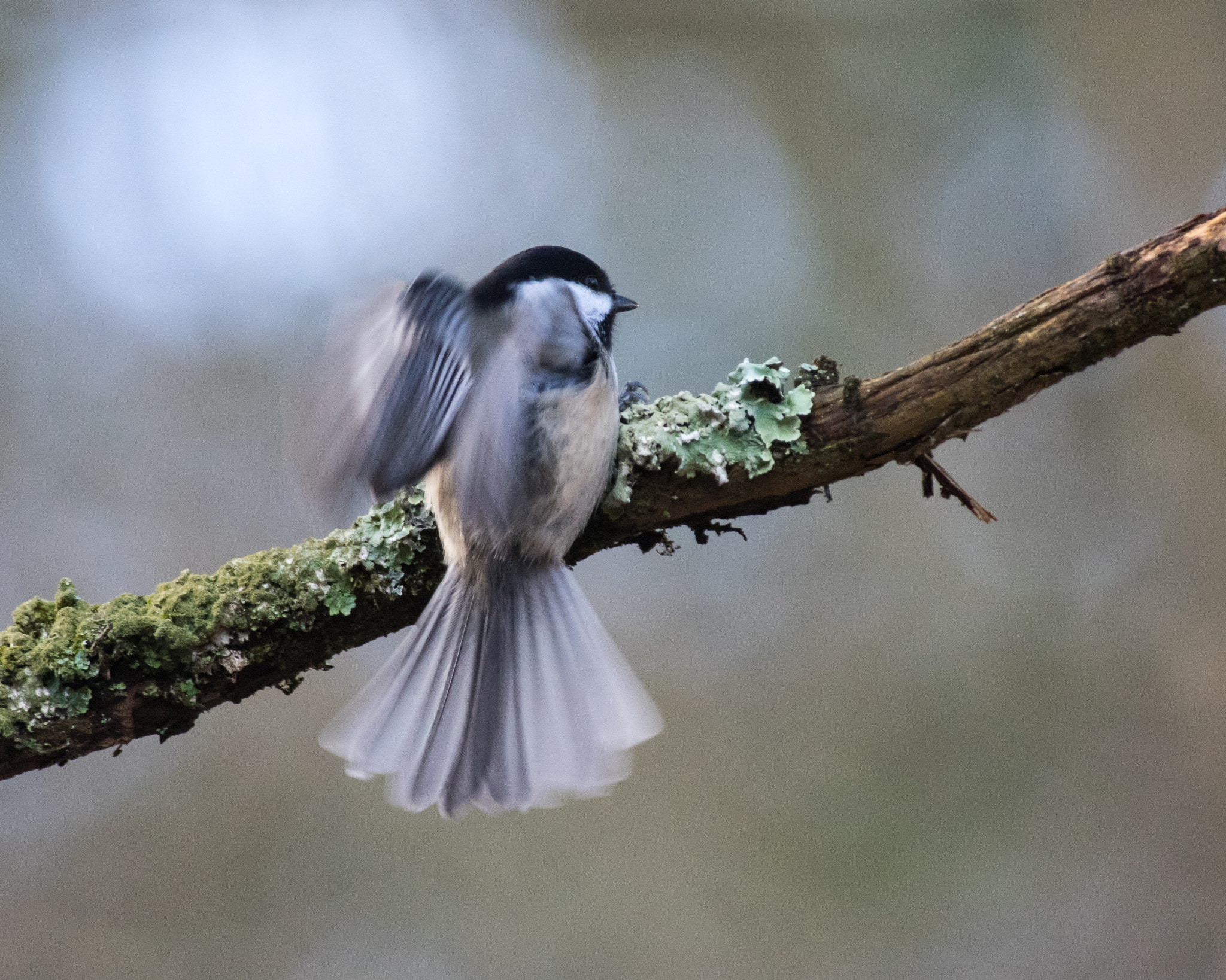 Pentax K-3 sample photo. Chickadee preparing to take flight photography