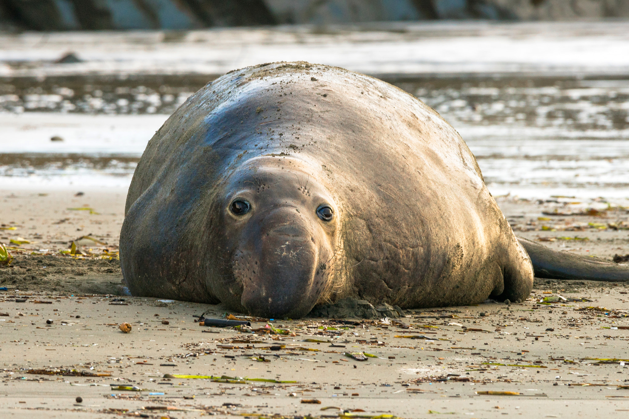 150-600mm F5-6.2 OSS sample photo. Who said you could take my picture? photography