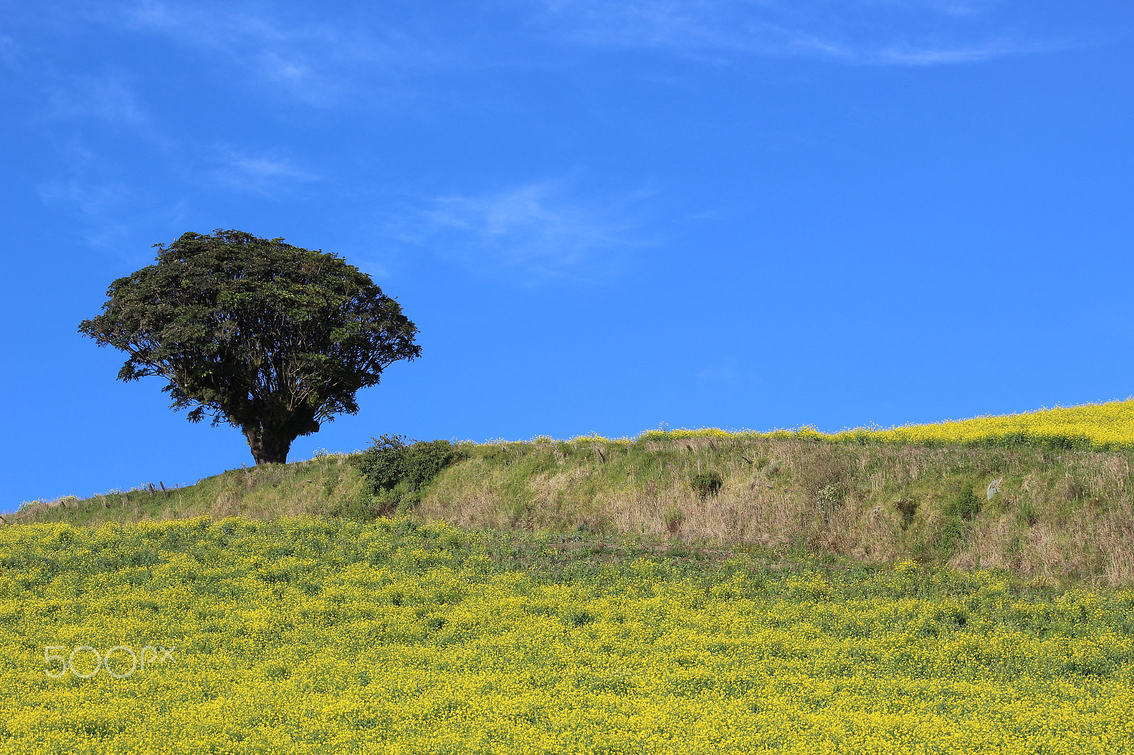 Canon EOS 100D (EOS Rebel SL1 / EOS Kiss X7) + EF75-300mm f/4-5.6 sample photo. Yellow flowers photography