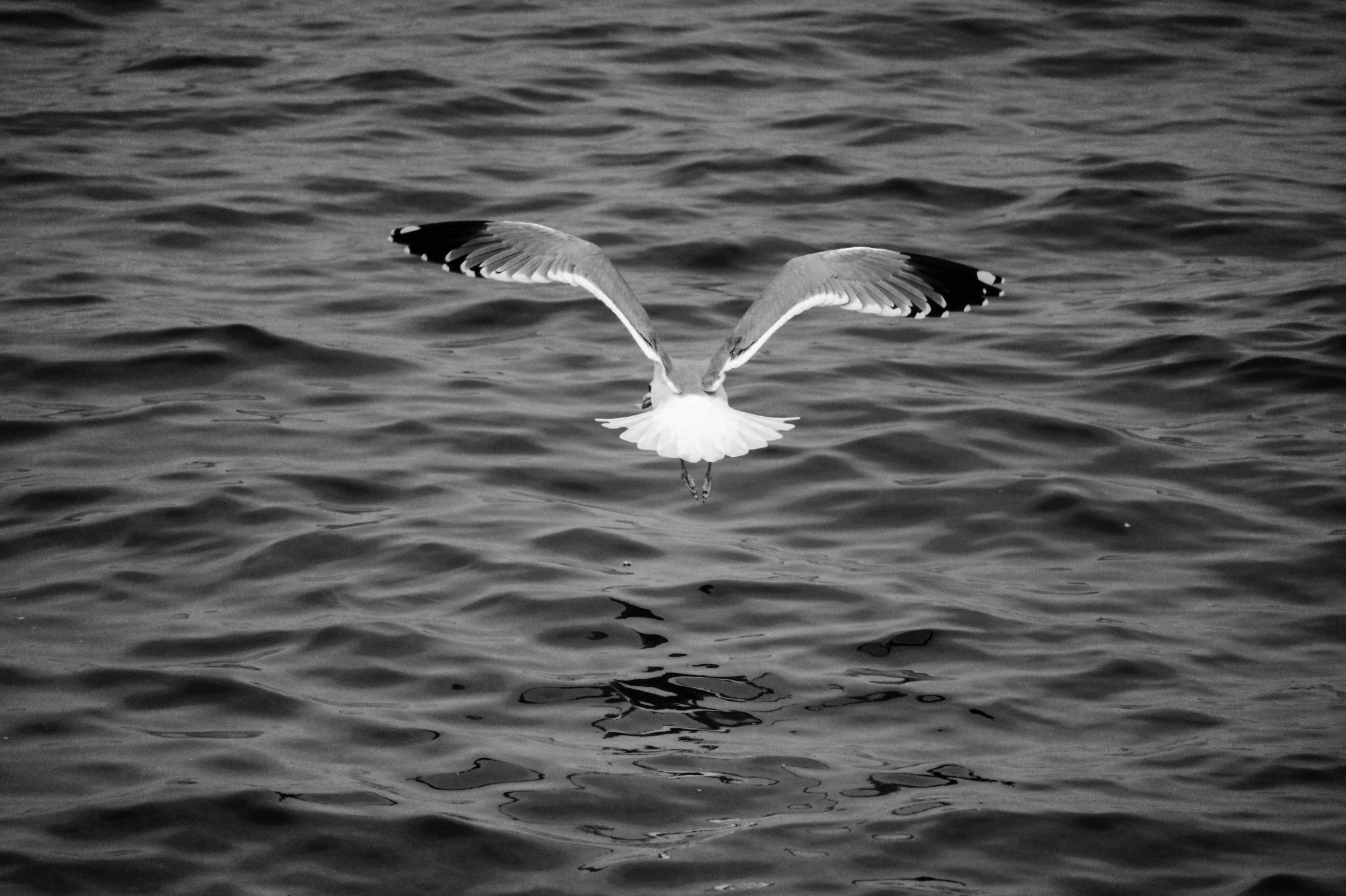 Canon EOS 750D (EOS Rebel T6i / EOS Kiss X8i) + Canon EF-S 55-250mm F4-5.6 IS STM sample photo. Black-backed gull photography