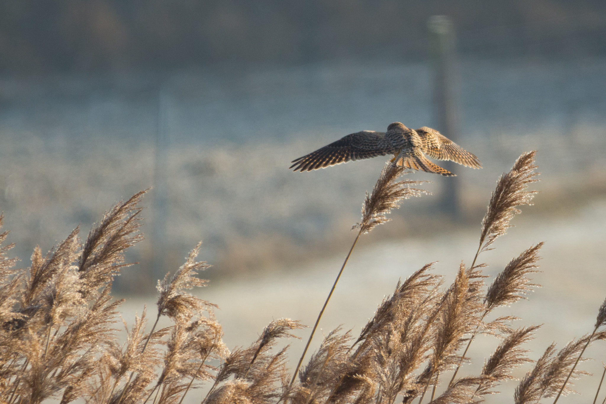 150-600mm F5-6.3 DG OS HSM | Contemporary 015 sample photo. Mousefriend photography