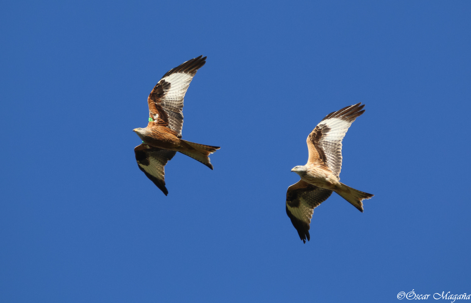 150-600mm F5-6.3 DG OS HSM | Contemporary 015 sample photo. Milvus milvus - red kite photography