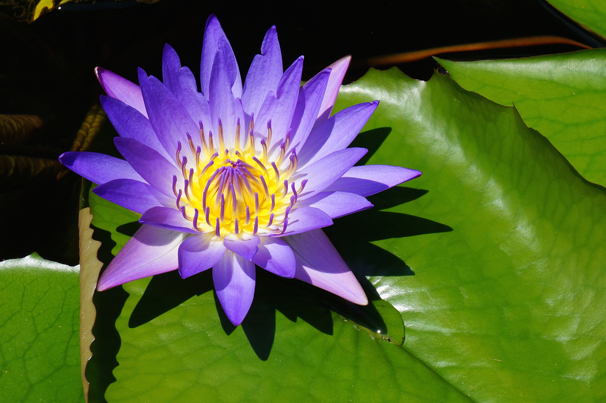 Sony Alpha NEX-5T + Sony E 18-50mm F4-5.6 sample photo. Thai lily pad photography