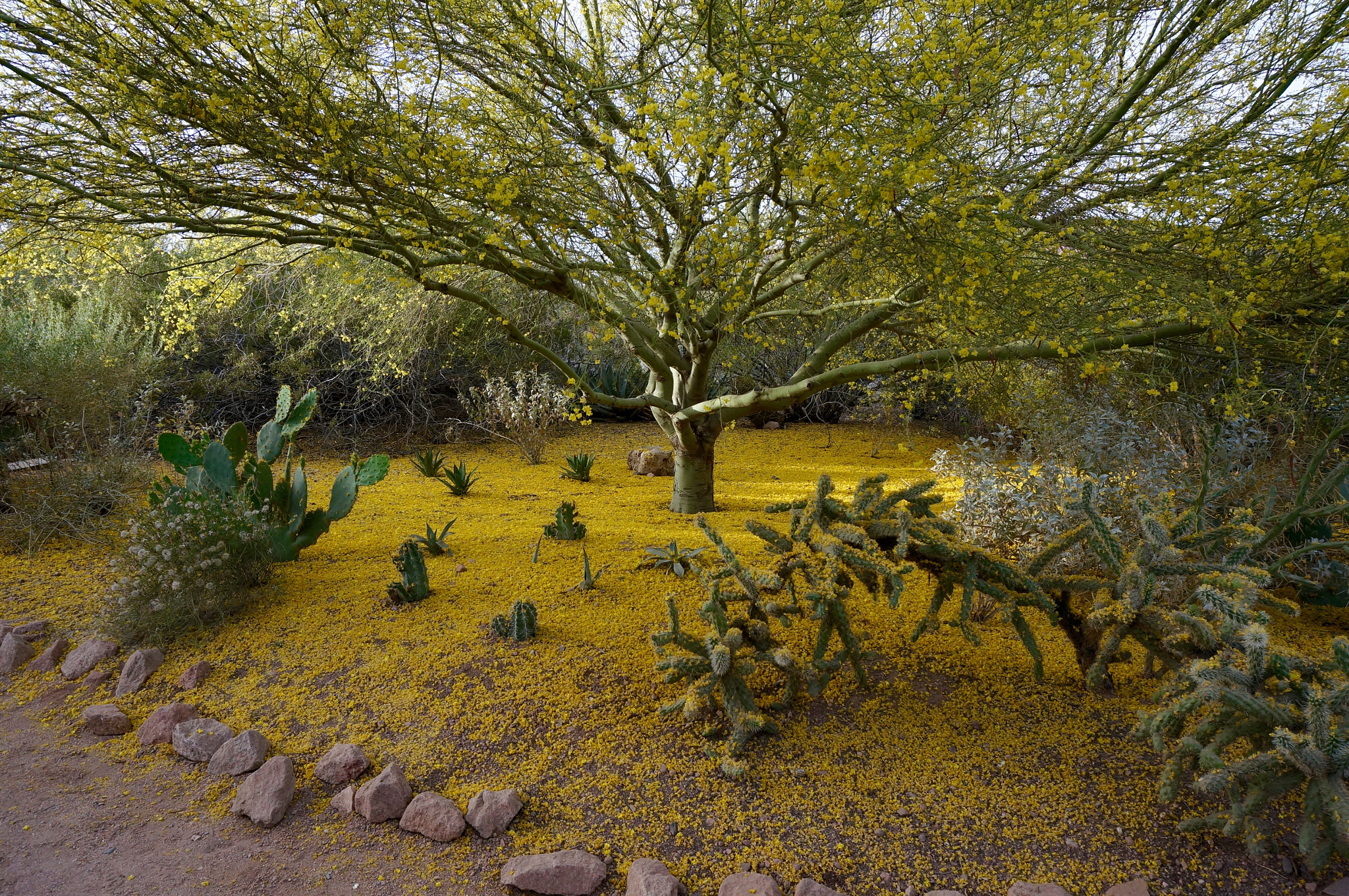 Sony Alpha NEX-5T sample photo. Desert palo verde tree photography