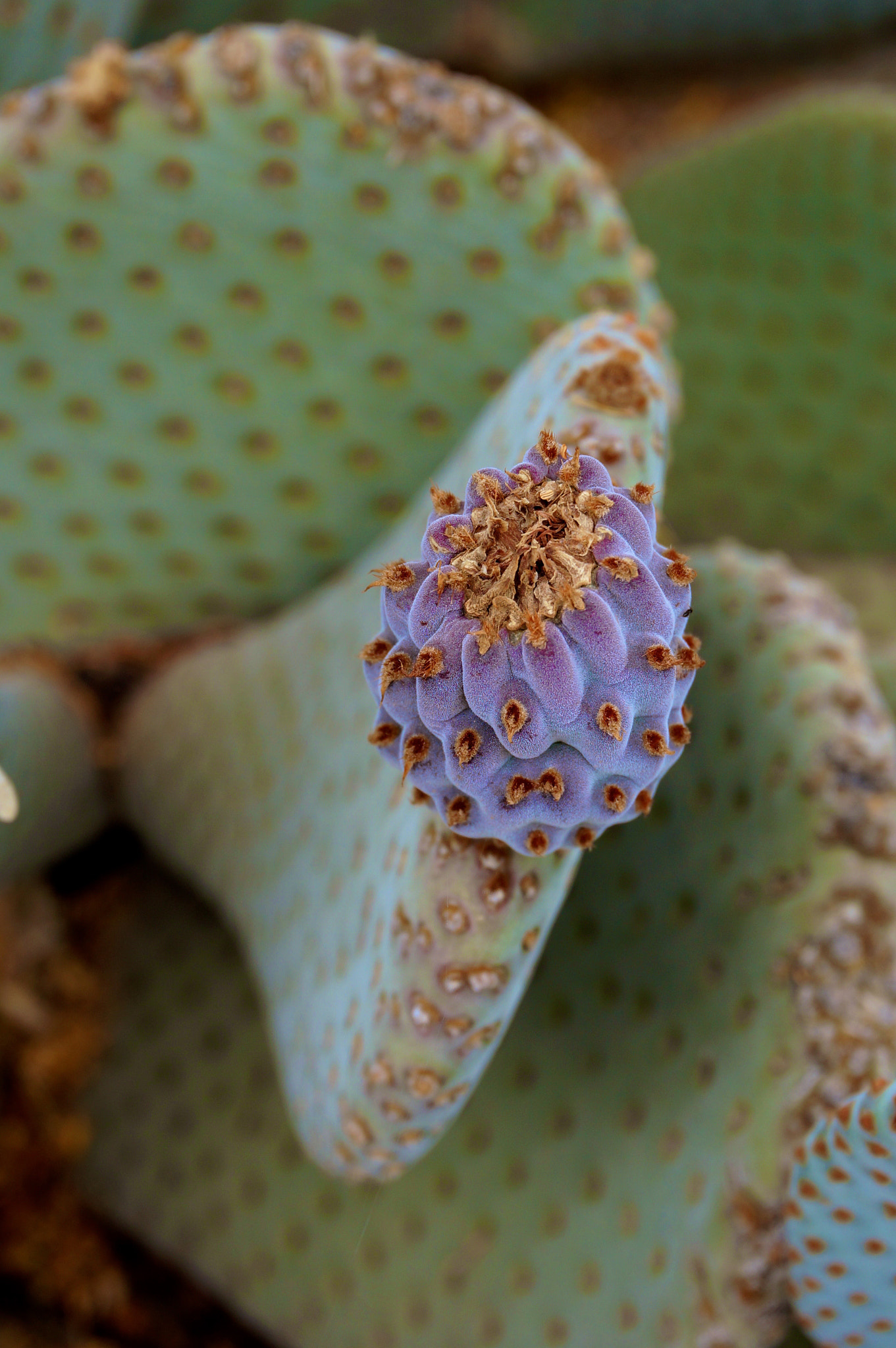 Sony Alpha NEX-5T sample photo. Desert cactus bloom photography