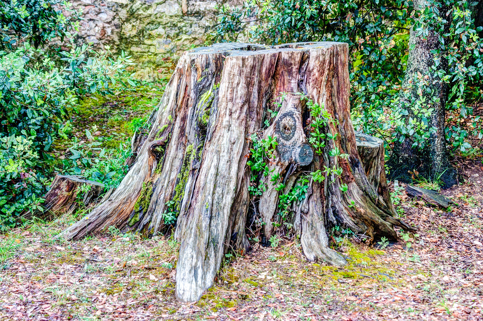 Canon EF 70-300mm F4-5.6 IS USM sample photo. Stump photography
