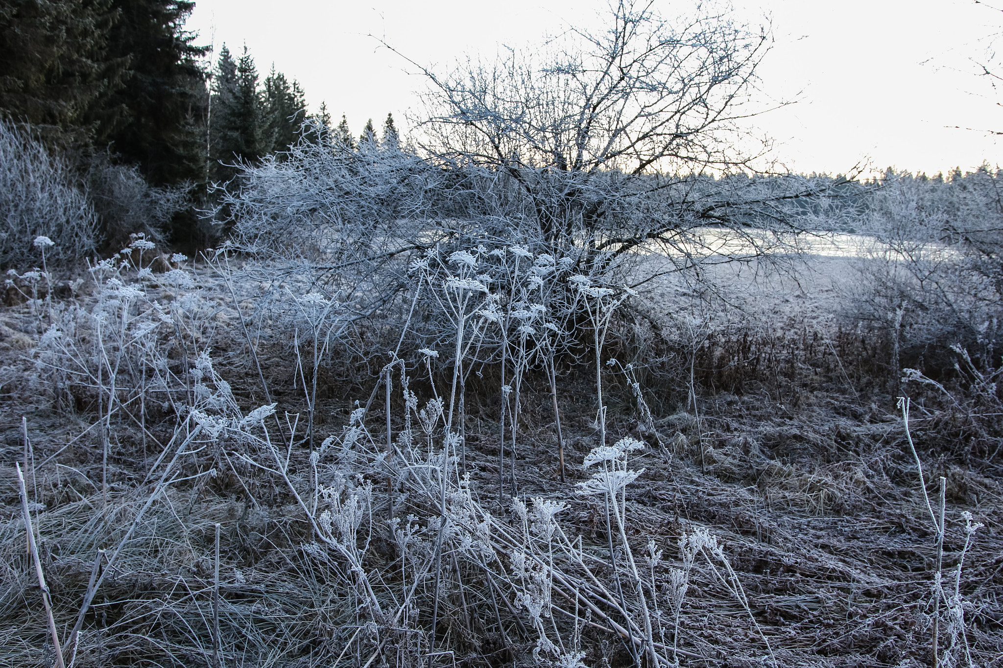 Canon EOS 7D Mark II sample photo. Frosty photography