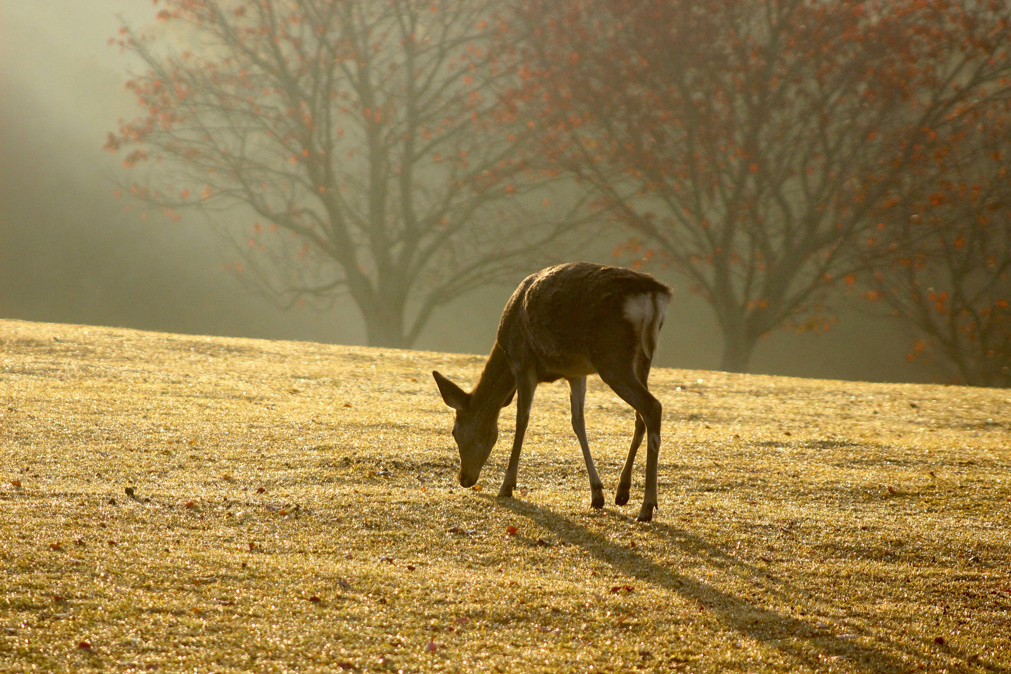 Canon EOS 100D (EOS Rebel SL1 / EOS Kiss X7) sample photo. Went to meet deer in early morning photography