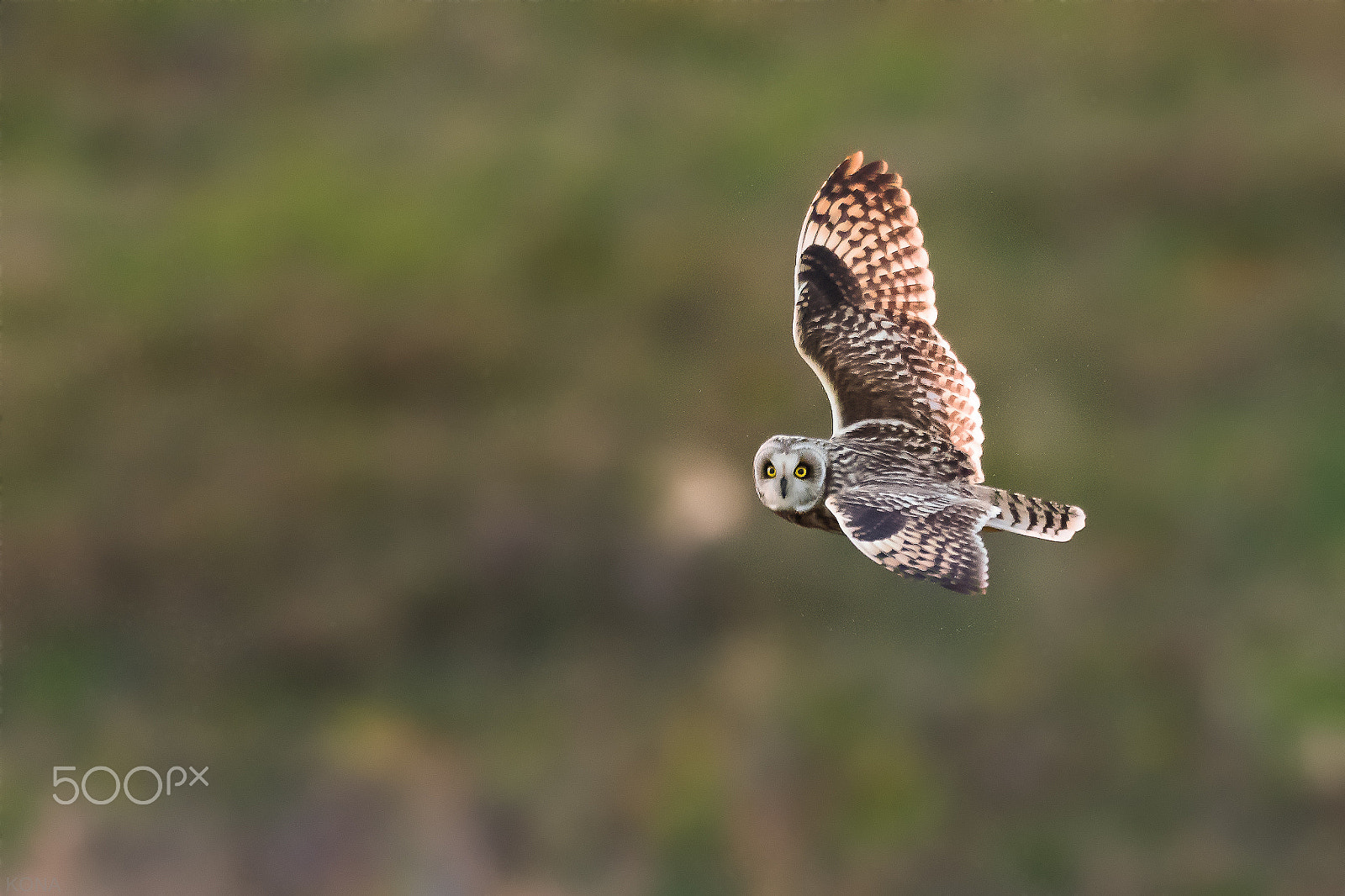 Nikon AF-S Nikkor 400mm F2.8G ED VR II sample photo. こみみ photography